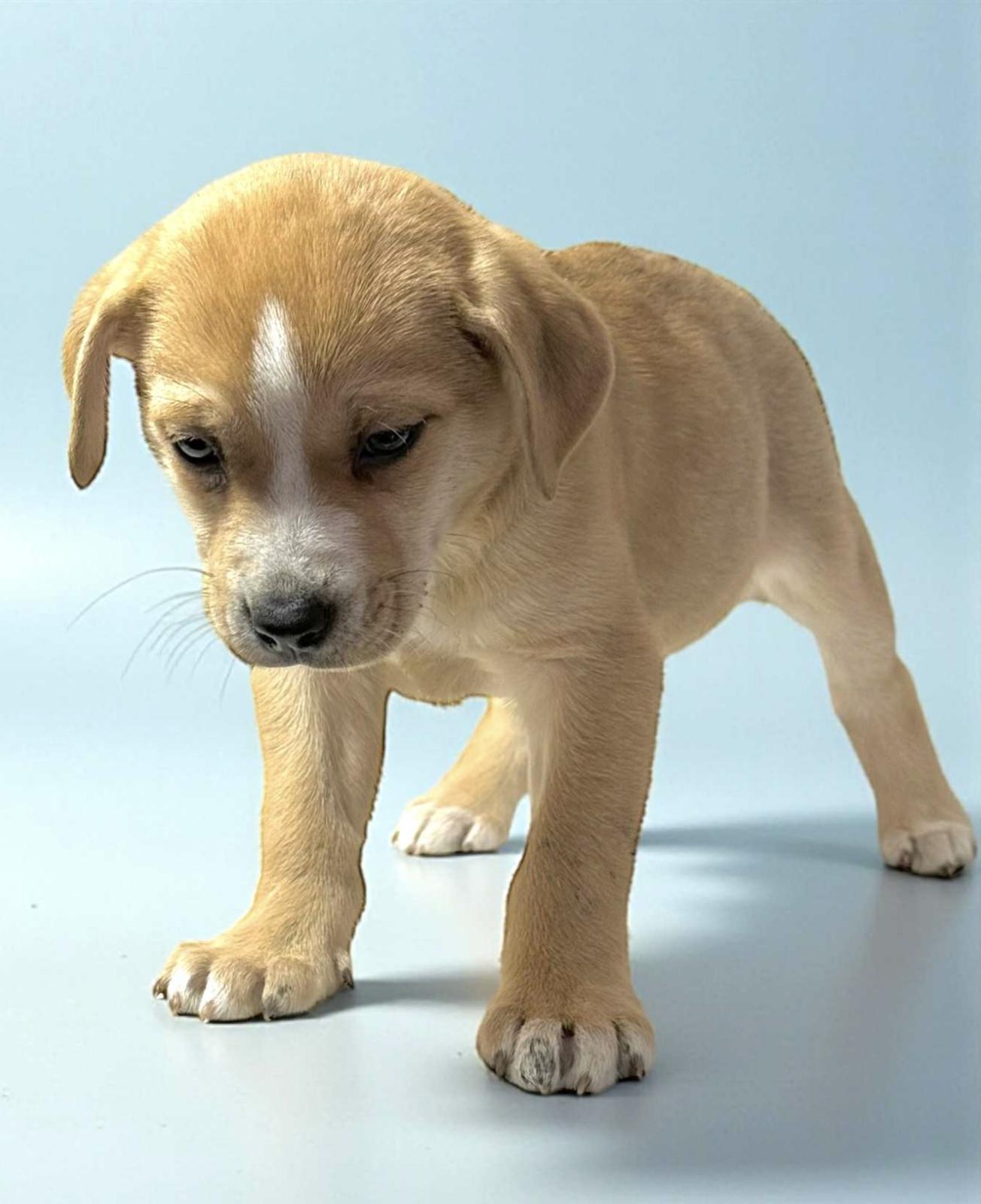 Xena — thumbnail 2