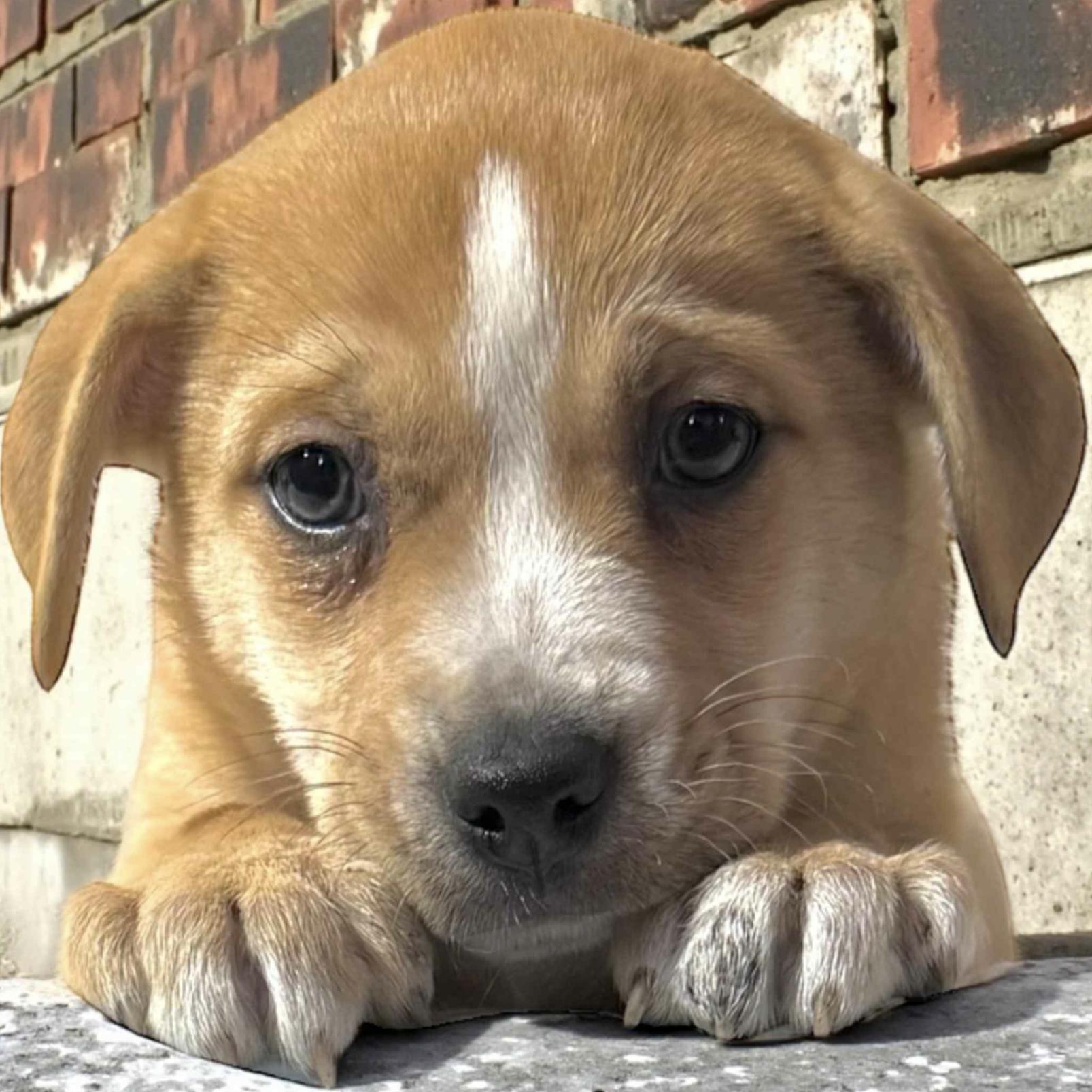 Xena — thumbnail 3