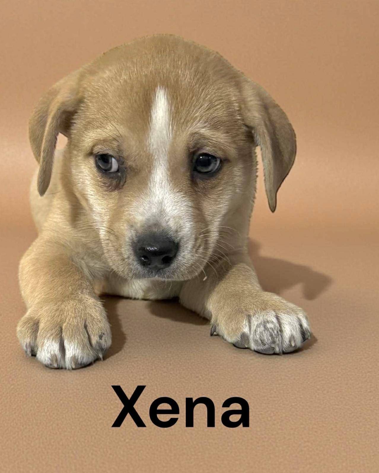 Xena — thumbnail 4