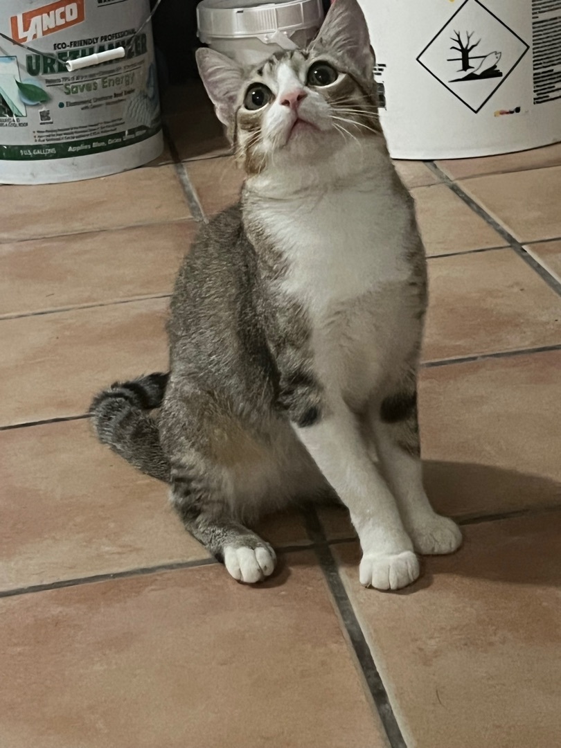 Henry, Adopted, Young Male Domestic Short Hair.