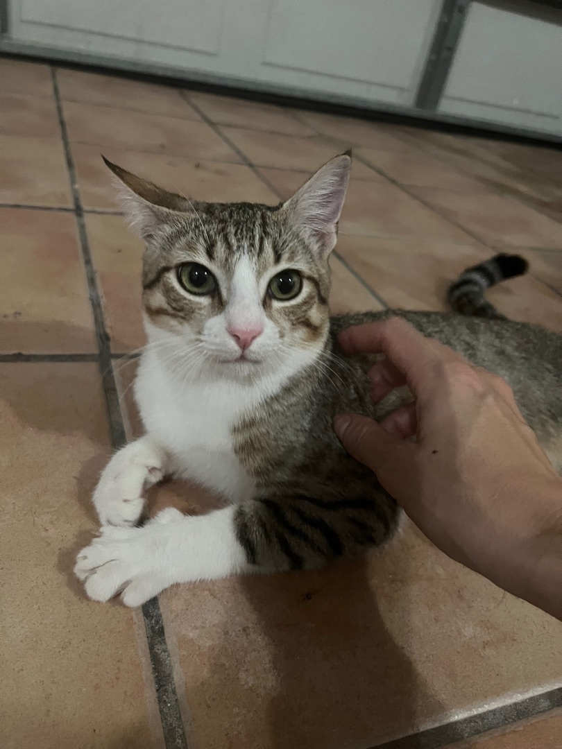 Enlarge Henry, a Adopted Domestic Short Hair in north plainfield, NJ image 2/6