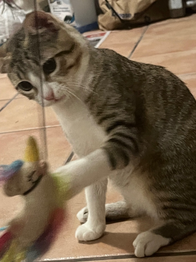 Enlarge Henry, a Adopted Domestic Short Hair in north plainfield, NJ image 3/6