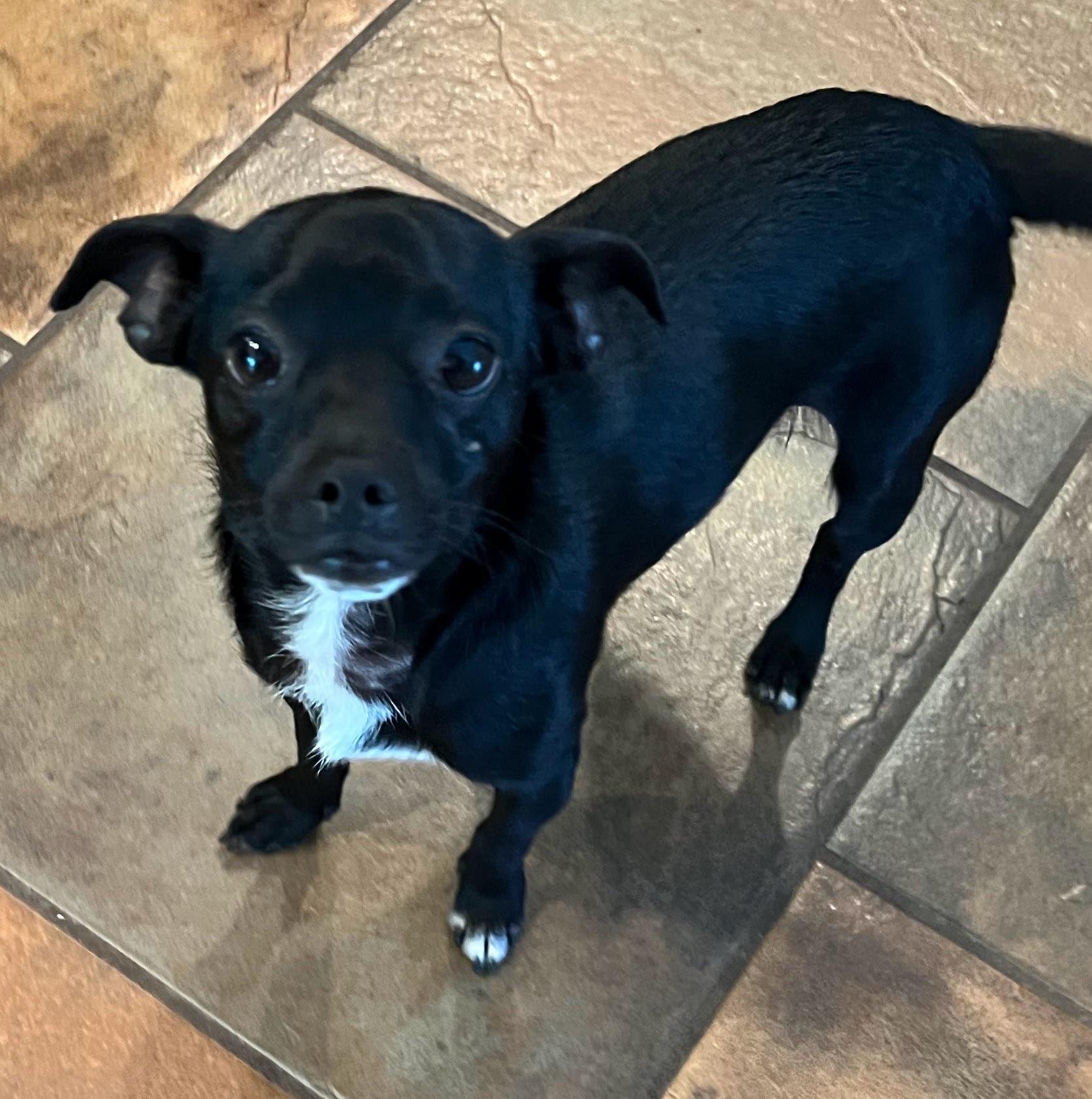 Jack Chihuahua Dog