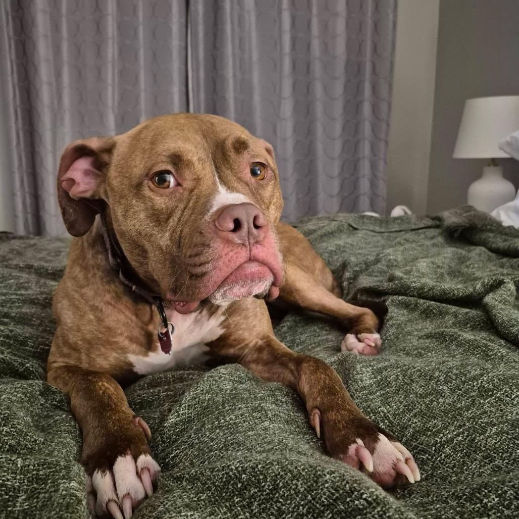 Whoopie, Adoptable, Adult Female Boxer.