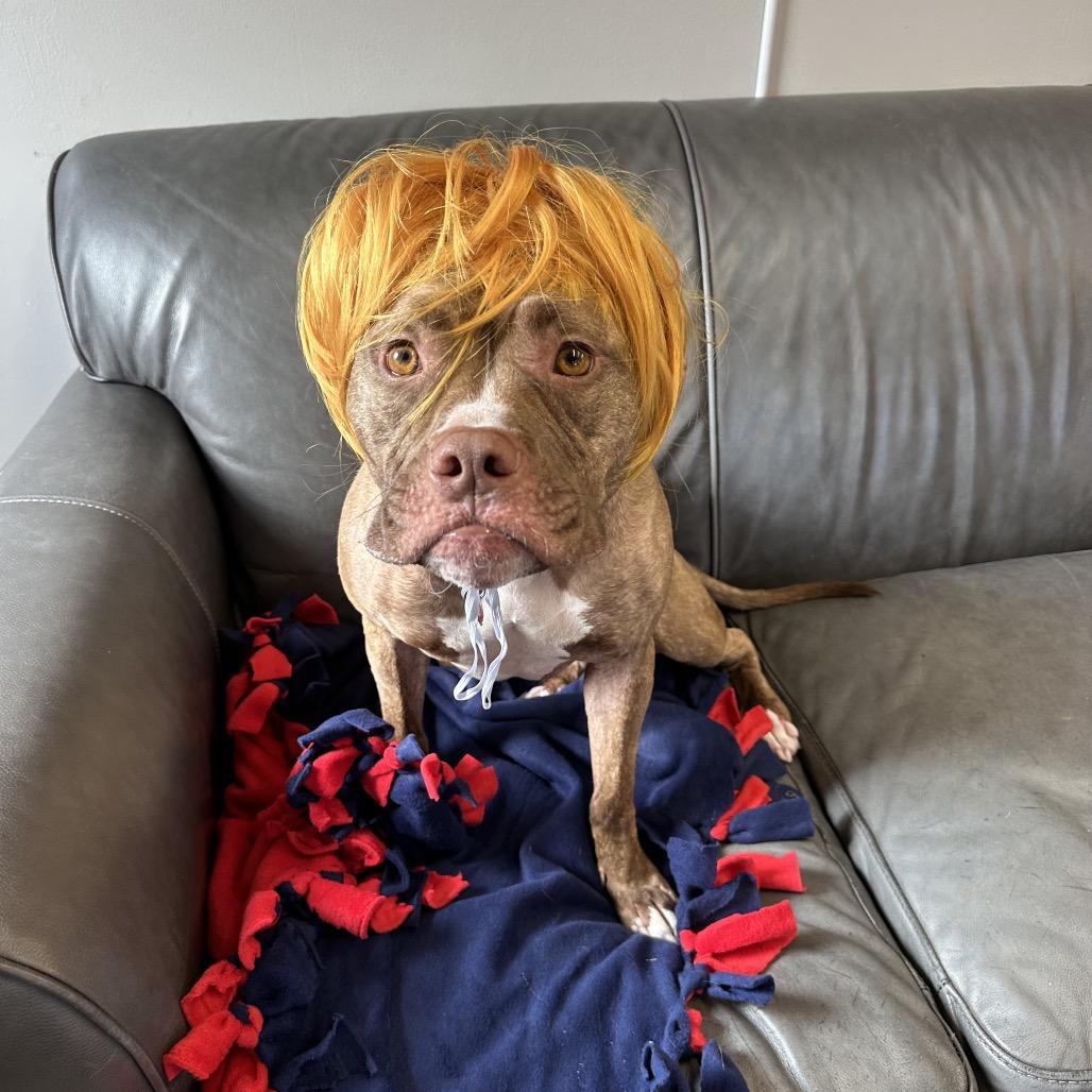 Whoopie, Adoptable, Adult Female Boxer.