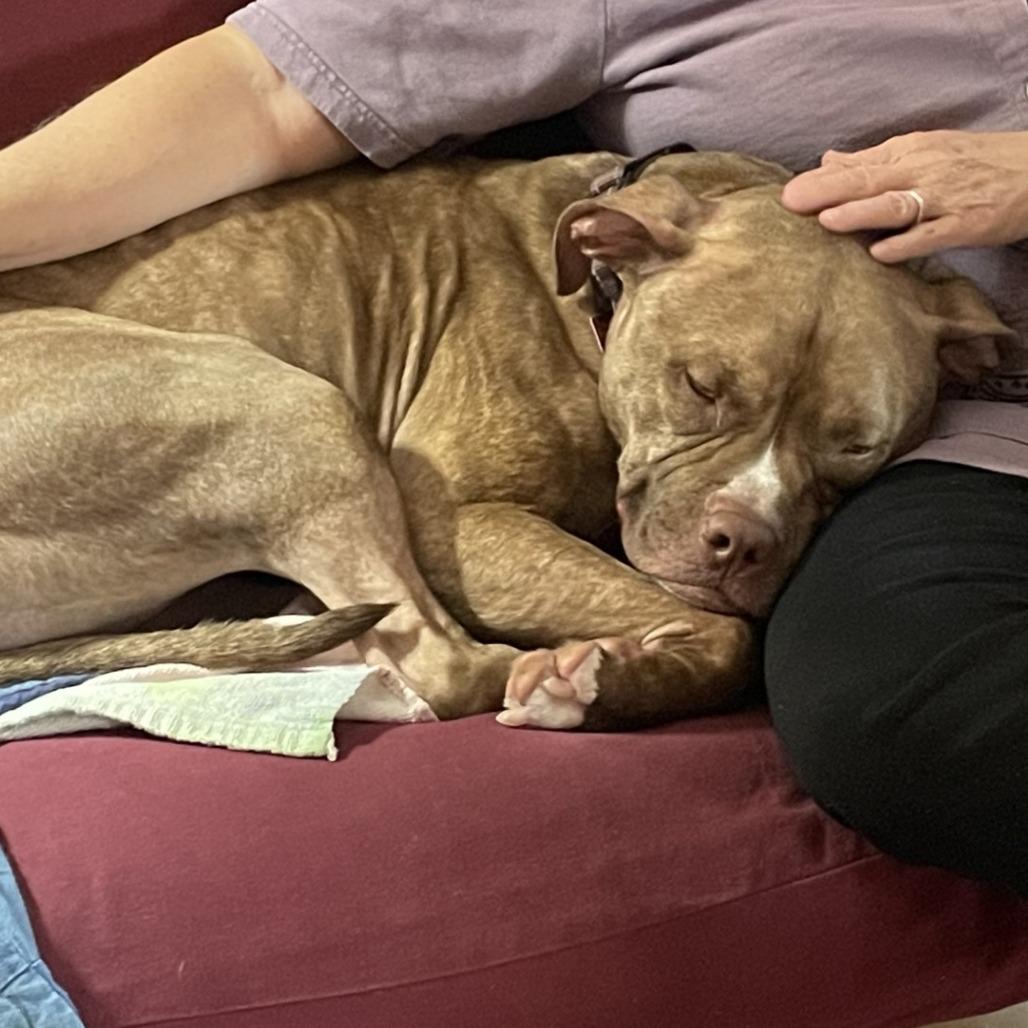 Whoopie, Adoptable, Adult Female Boxer.