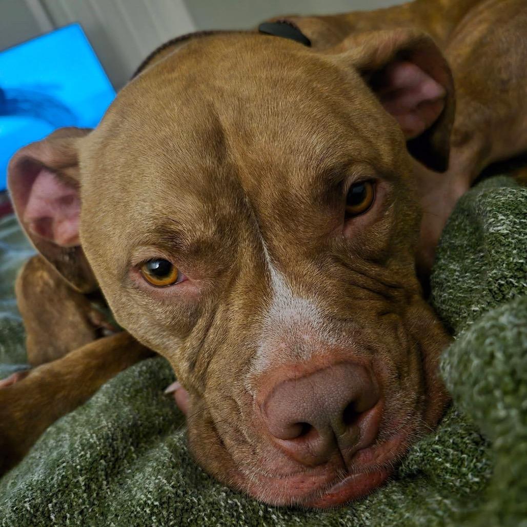 Enlarge Whoopie, a Adoptable mixed breed in Delaware, OH image 3/6