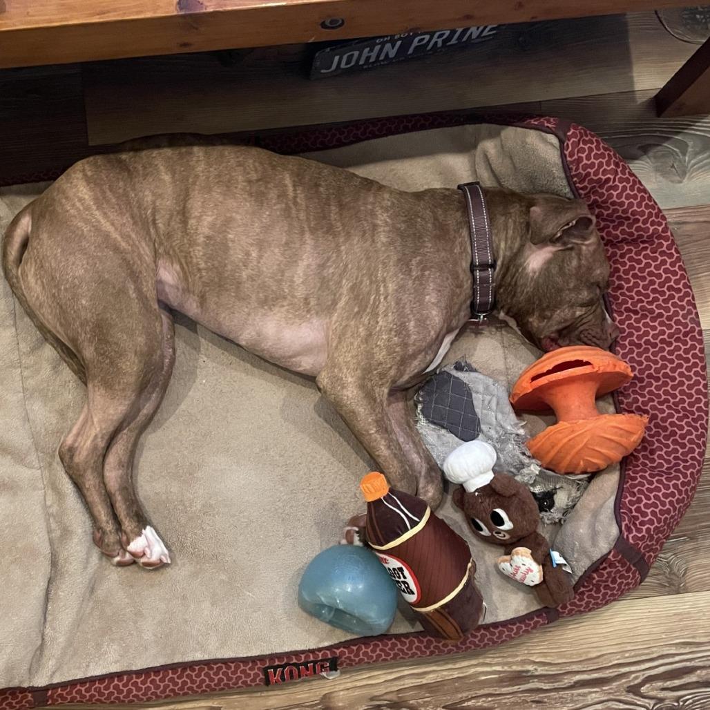 Enlarge Whoopie, a Adoptable mixed breed in Delaware, OH image 4/6