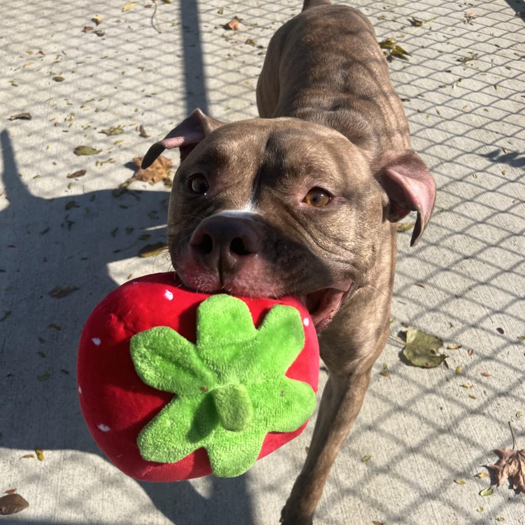 Enlarge Whoopie, a Adoptable mixed breed in Delaware, OH image 6/6