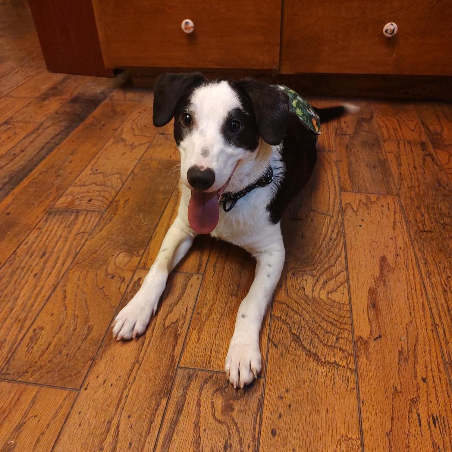 Enlarge Basil, a Adoptable mixed breed in Hollister, CA image 2/3