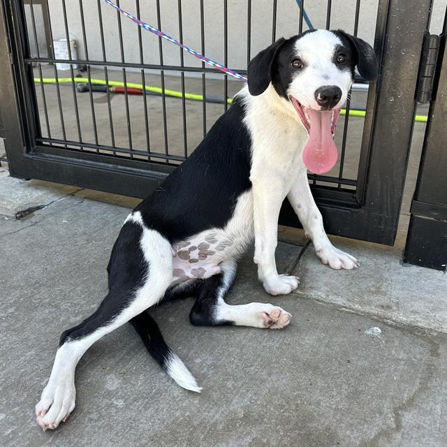 Basil, Adoptable, Young Male Border Collie & Australian Cattle Dog / Blue Heeler.