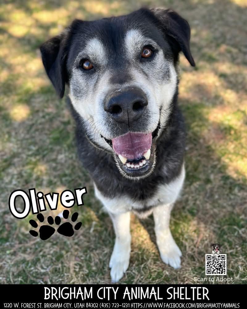 Oliver , ADOPTABLE, Adult Male Husky & Black Labrador Retriever.