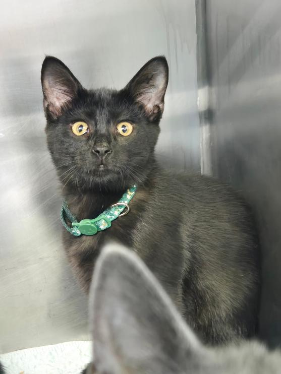 Denver, ADOPTABLE, Young Male Domestic Short Hair.