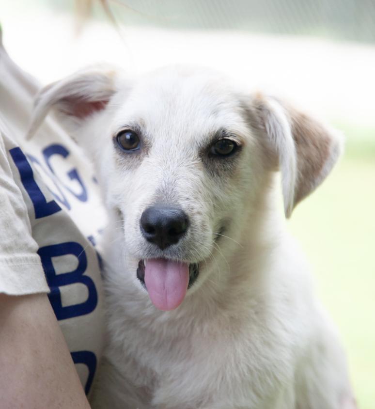 Buttercup - Pending Adoption, adoptable, Puppy Female Mixed Breed.