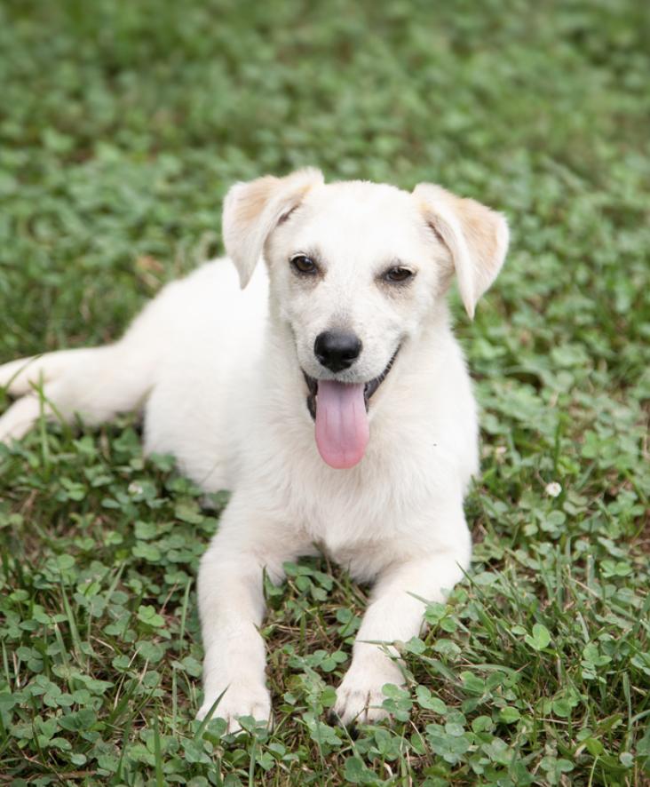 Enlarge Buttercup - Pending Adoption, an adoptable Mixed Breed in Franklin, TN image 2/2
