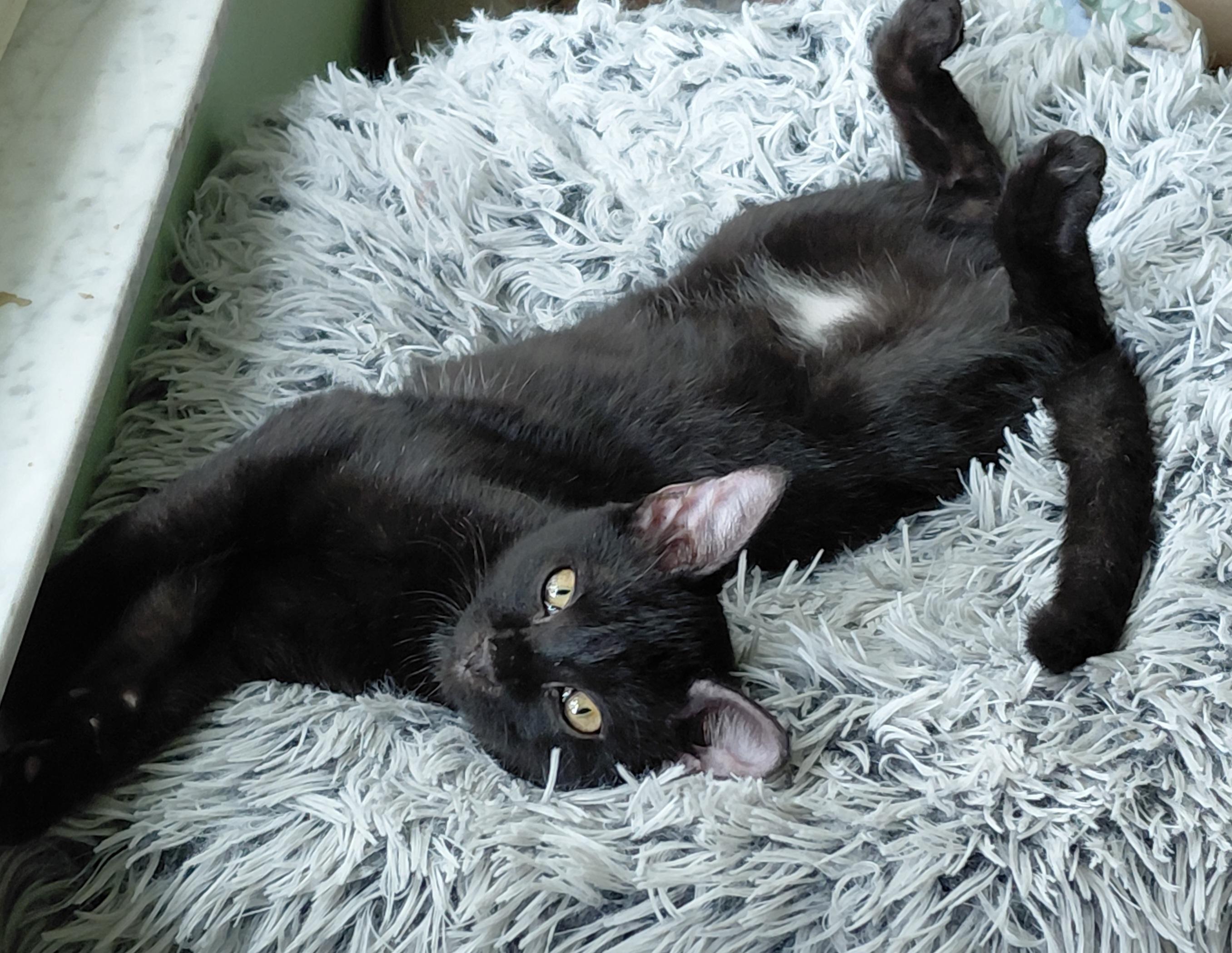Cosmo, Adoptable, Kitten Male Domestic Short Hair.