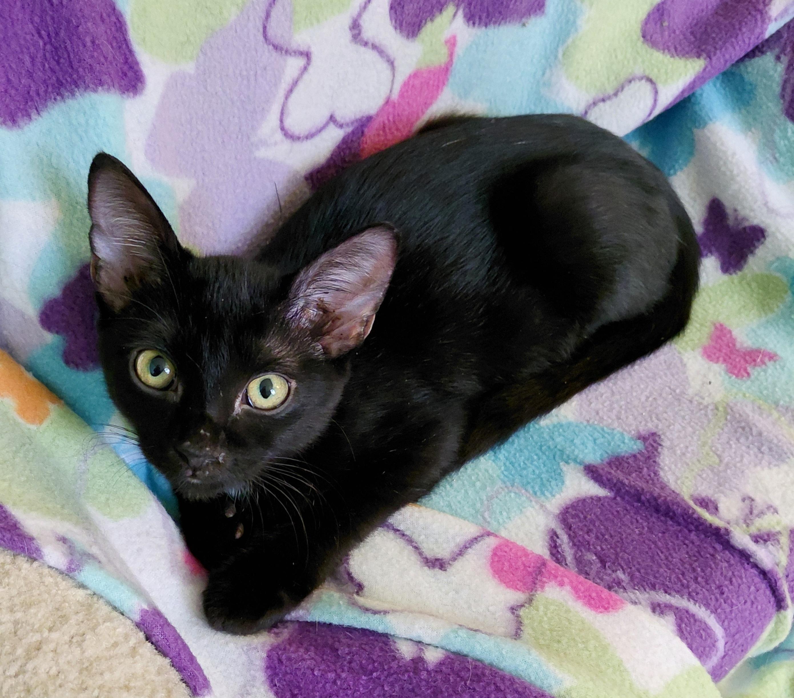 Enlarge Cosmo, a Adoptable Domestic Short Hair in Melbourne, FL image 3/5