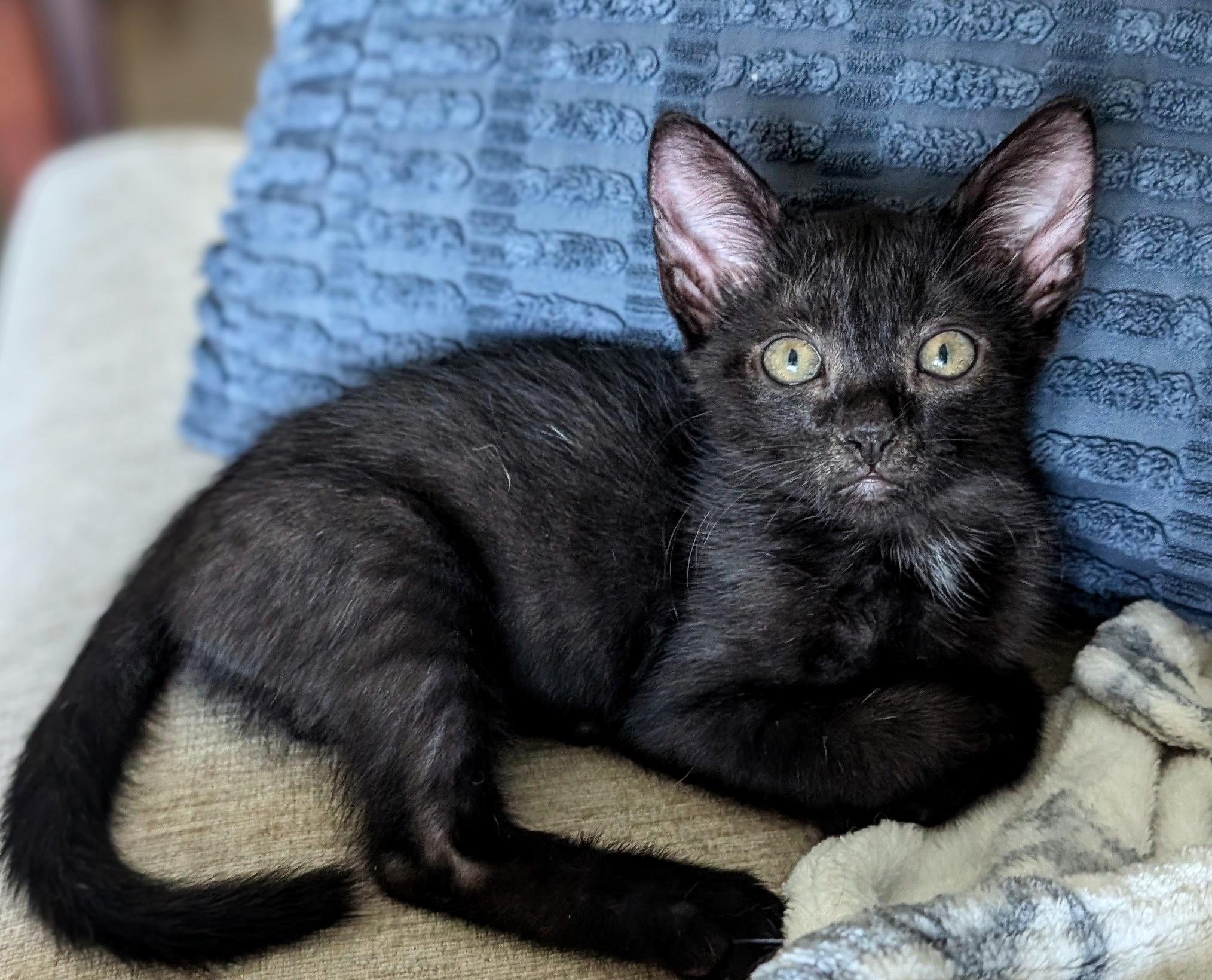 Cosmo, a ADOPTABLE Domestic Short Hair in Melbourne, FL image 2/4