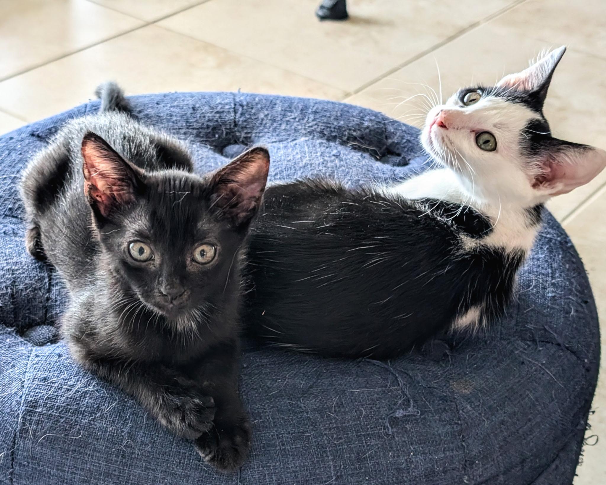 Cosmo, a ADOPTABLE Domestic Short Hair in Melbourne, FL image 3/4