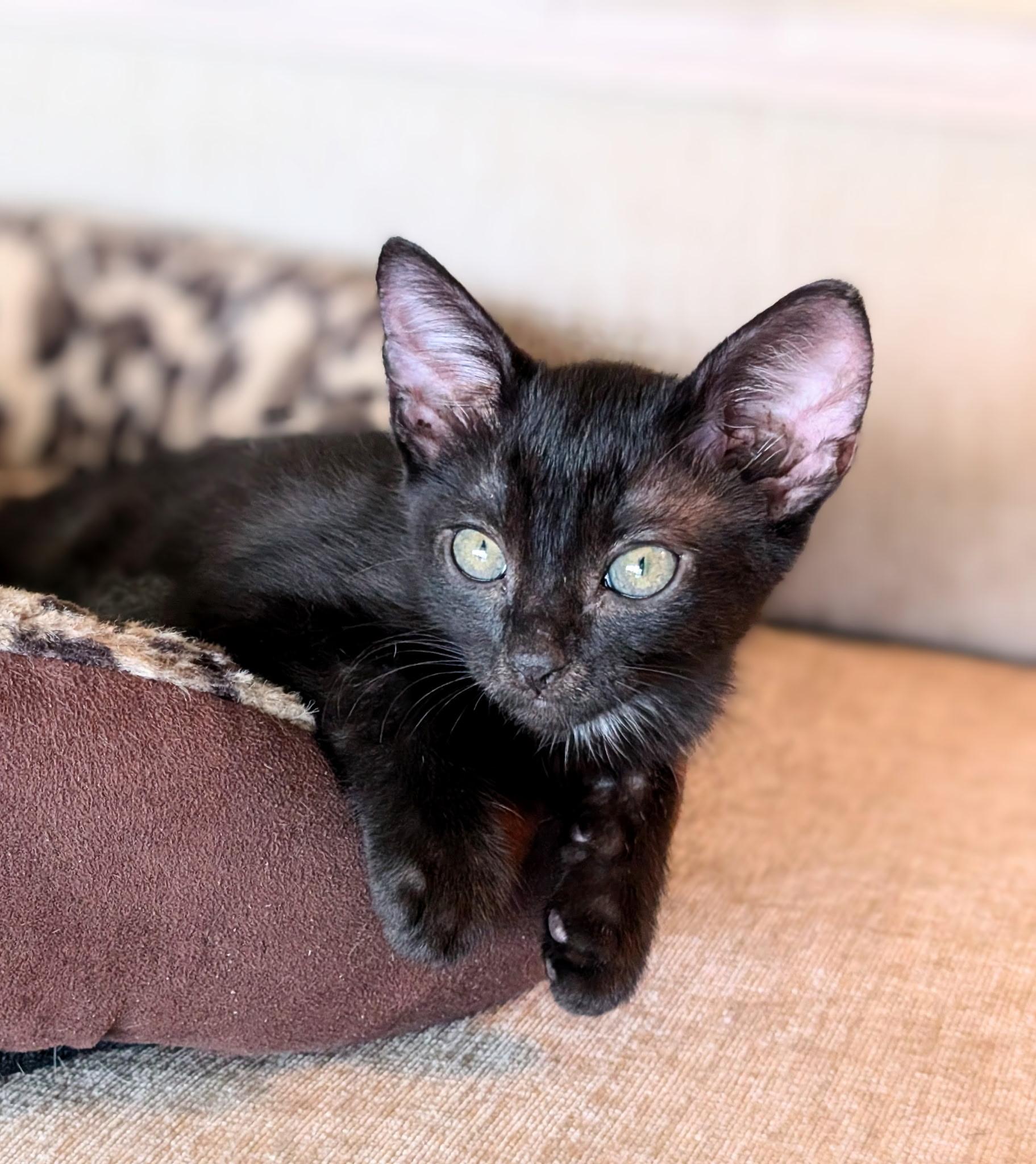 Cosmo, ADOPTABLE, Kitten Male Domestic Short Hair.