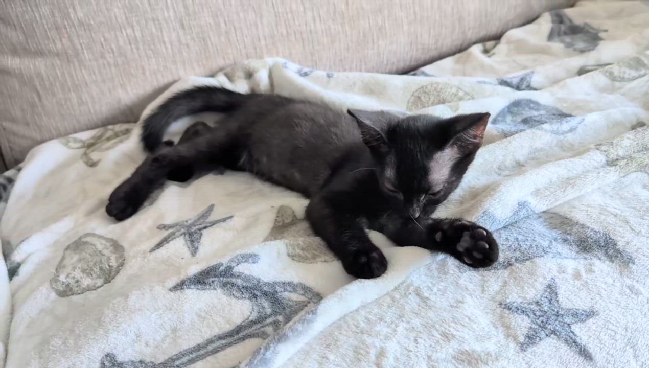 Enlarge Cosmo, a ADOPTABLE Domestic Short Hair in Melbourne, FL video 4/4