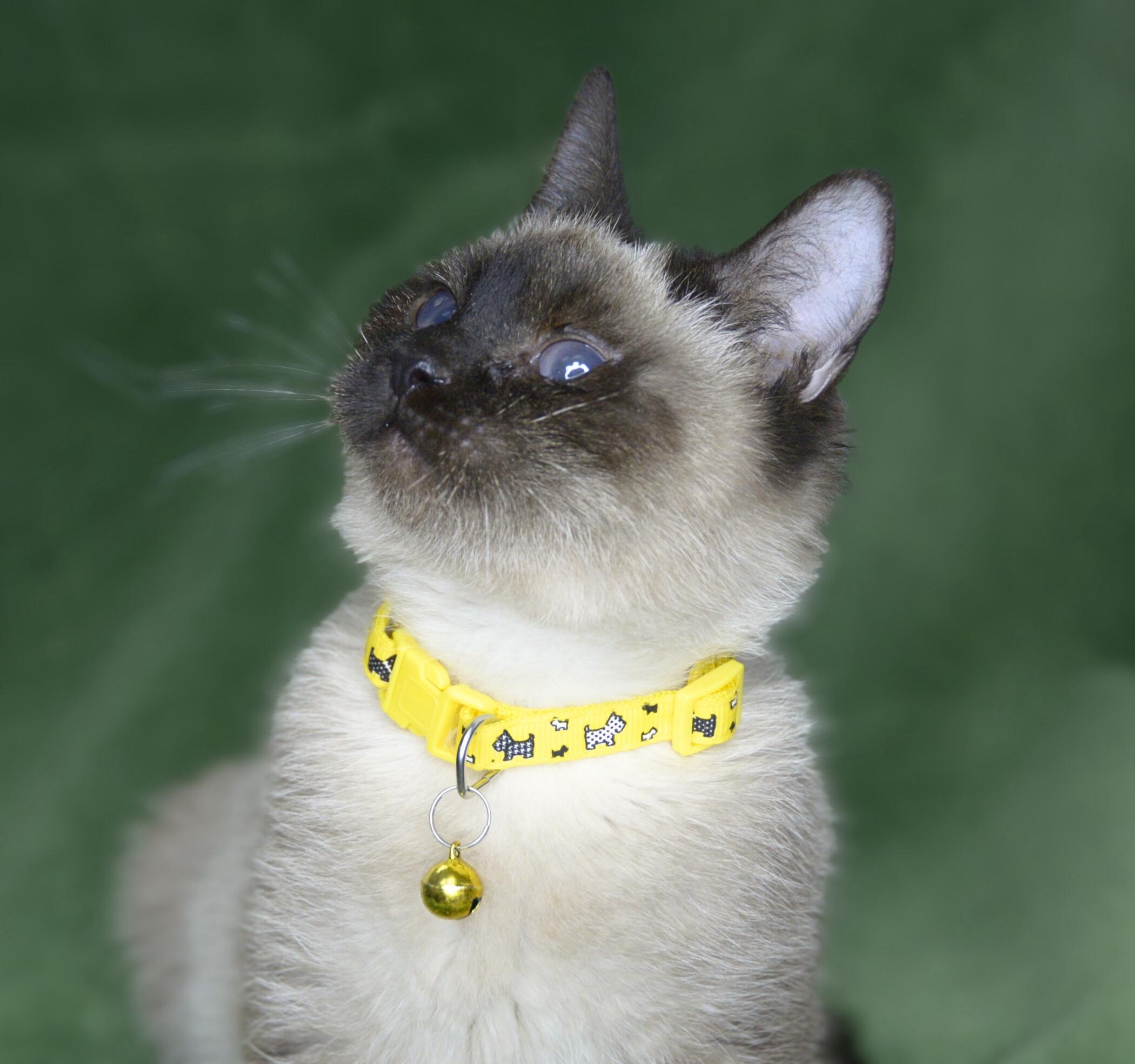 Enlarge Sven and Olaf, an adopted mixed breed in Frederick, MD image 4/6