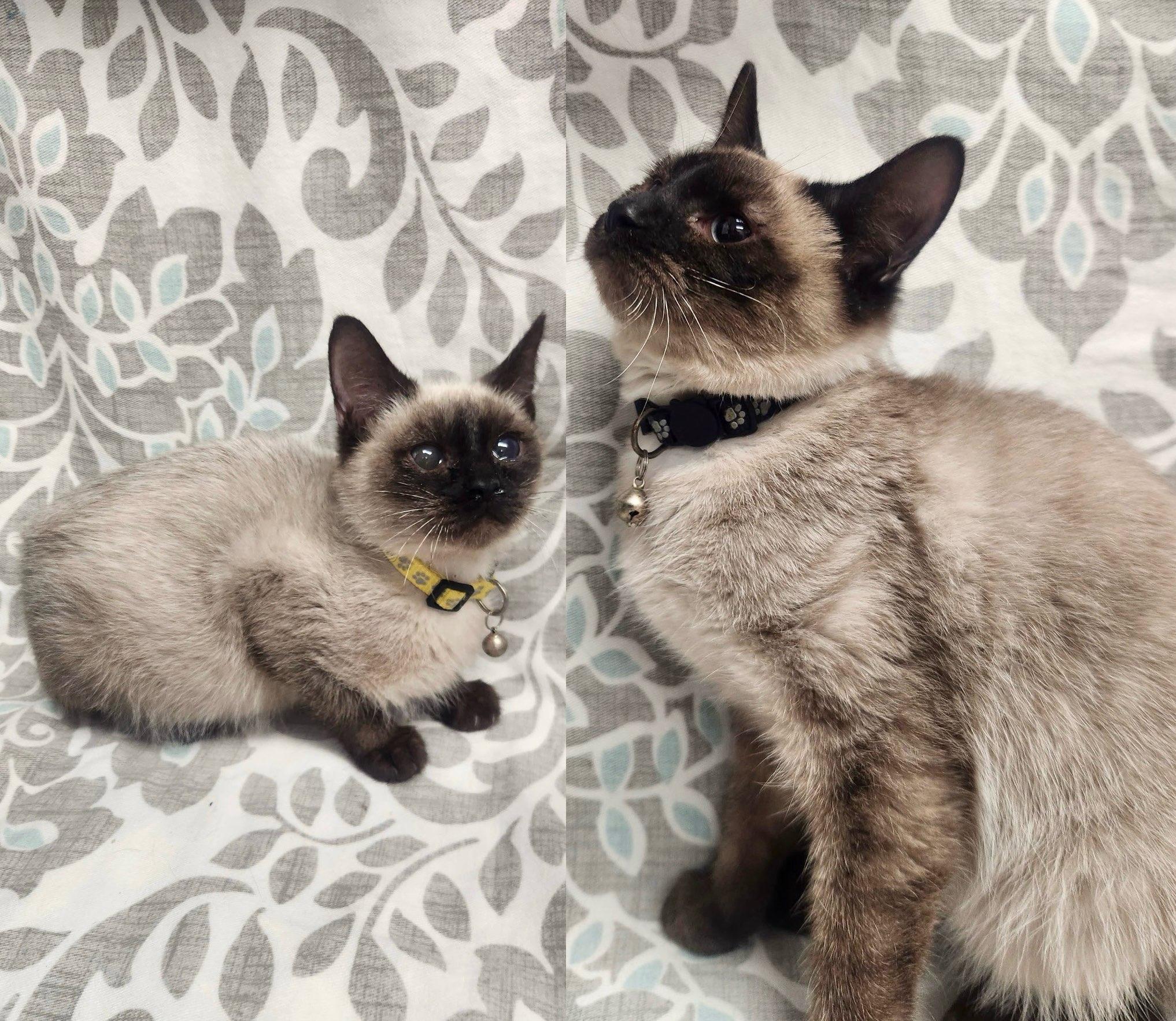 Enlarge Sven & Olaf, a Adoptable American Shorthair in Frederick, MD image 1/4