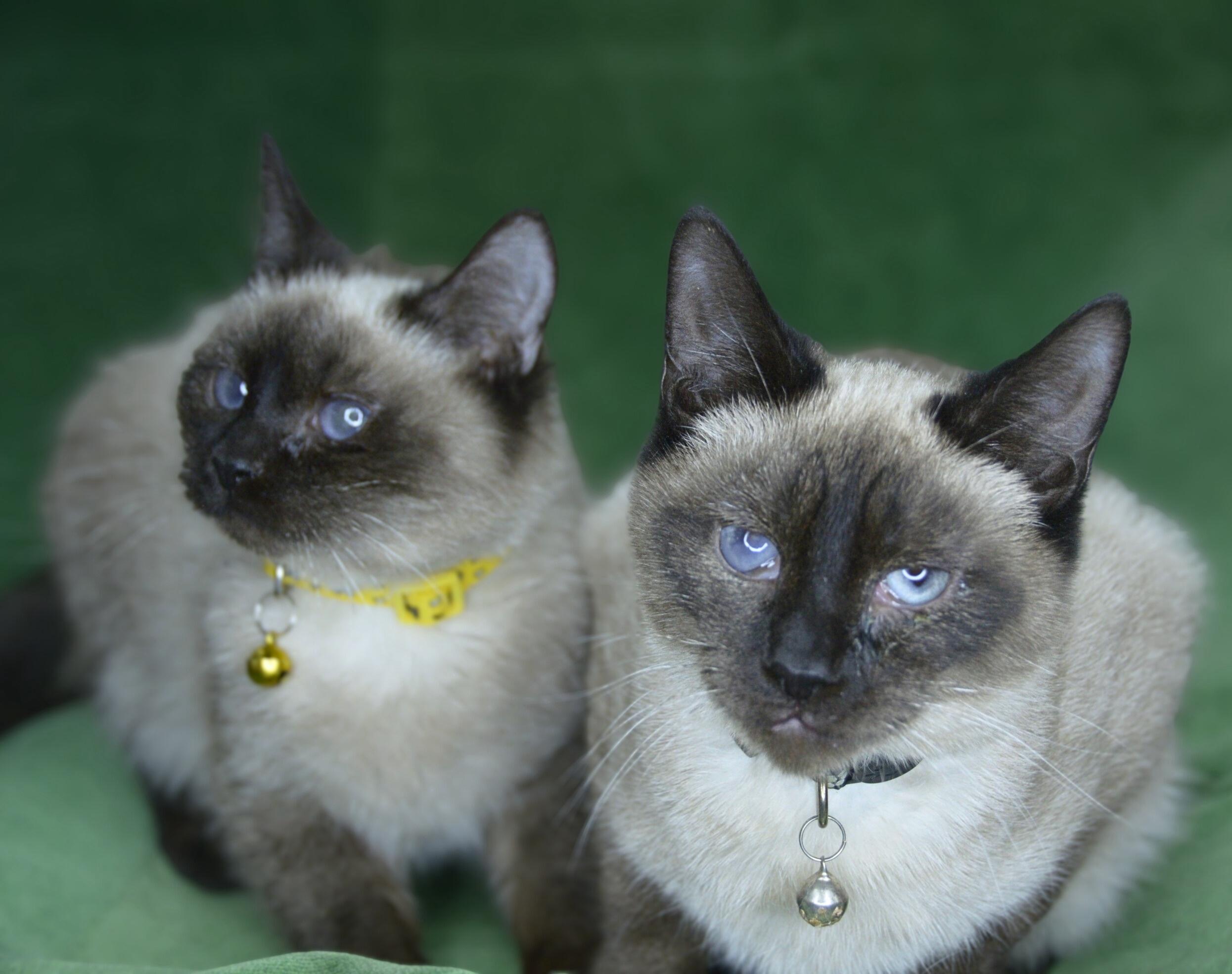 Enlarge Sven & Olaf, a Adoptable American Shorthair in Frederick, MD image 2/4
