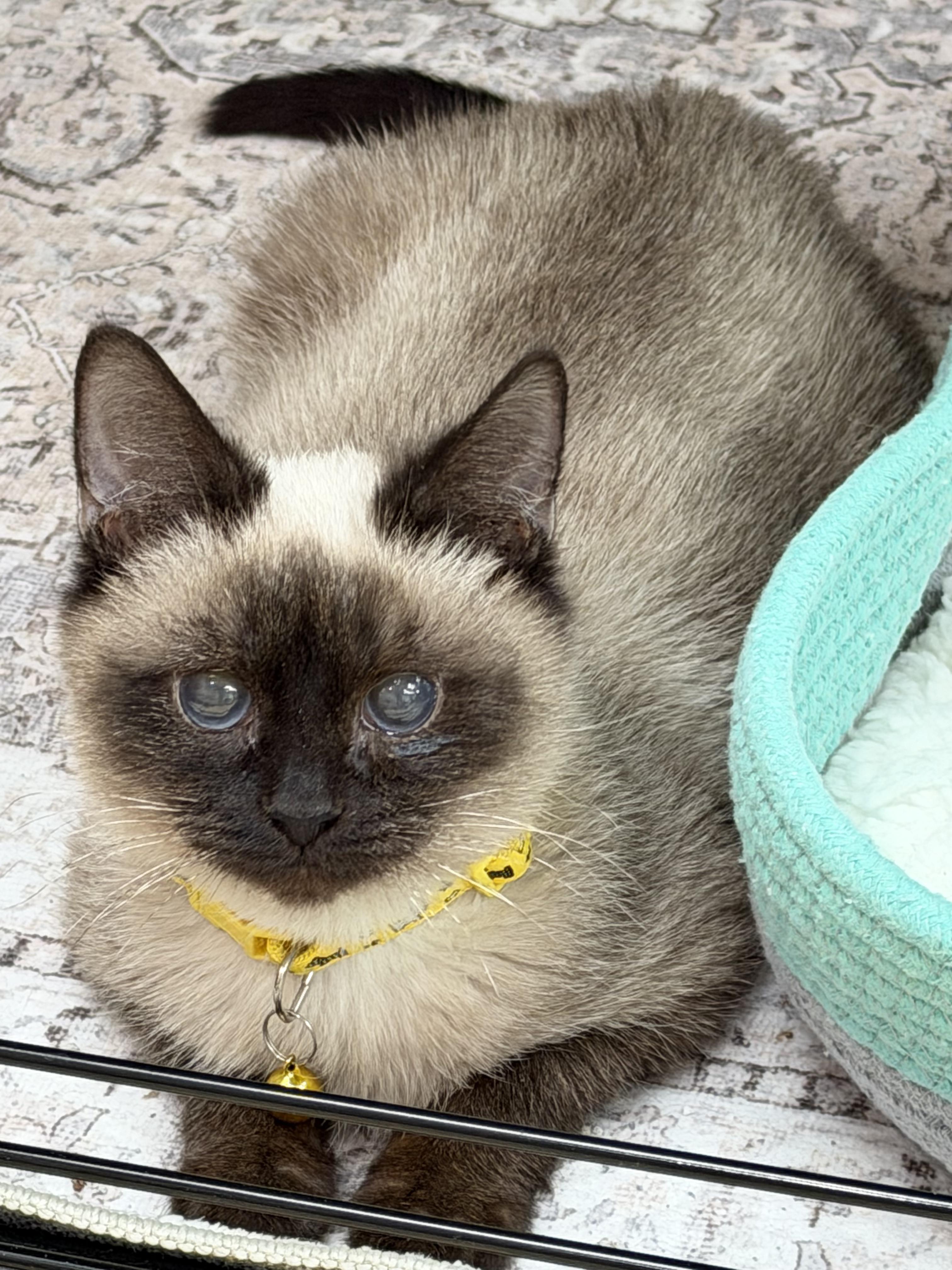 Enlarge Sven & Olaf, a Adoptable American Shorthair in Frederick, MD image 3/4