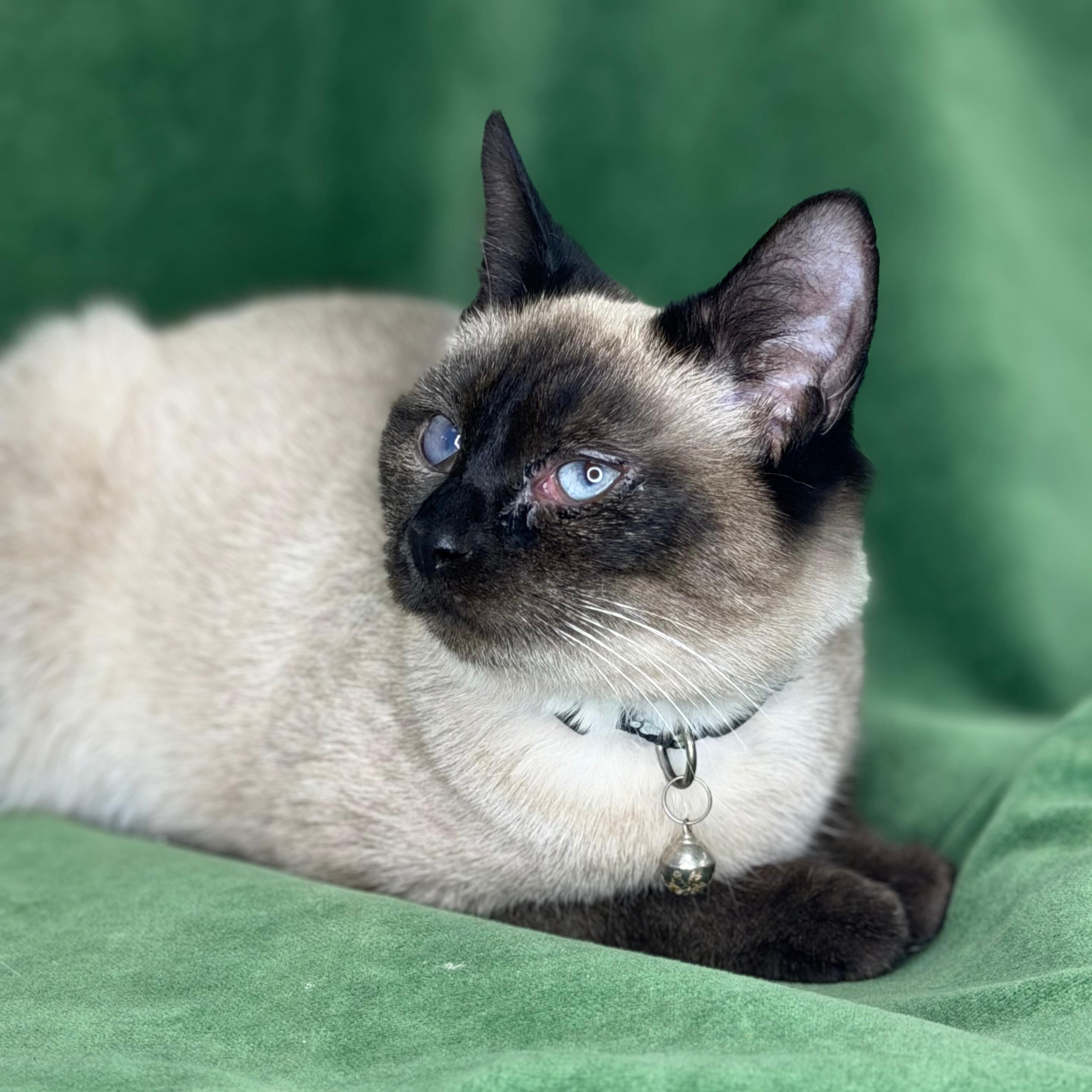 Enlarge Sven & Olaf, a Adoptable American Shorthair in Frederick, MD image 4/4