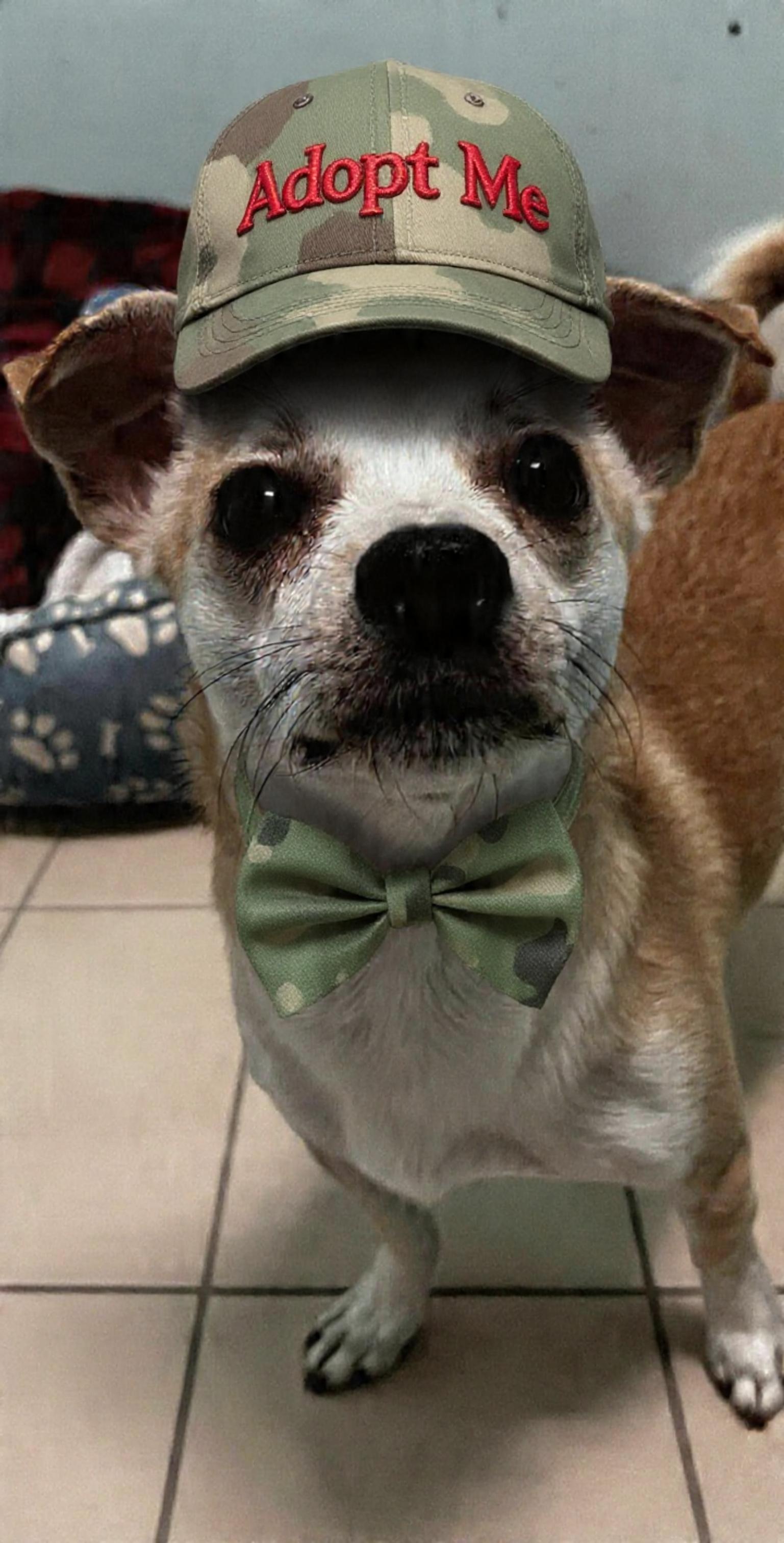 Ozzie, adopted, Young Male Chihuahua.