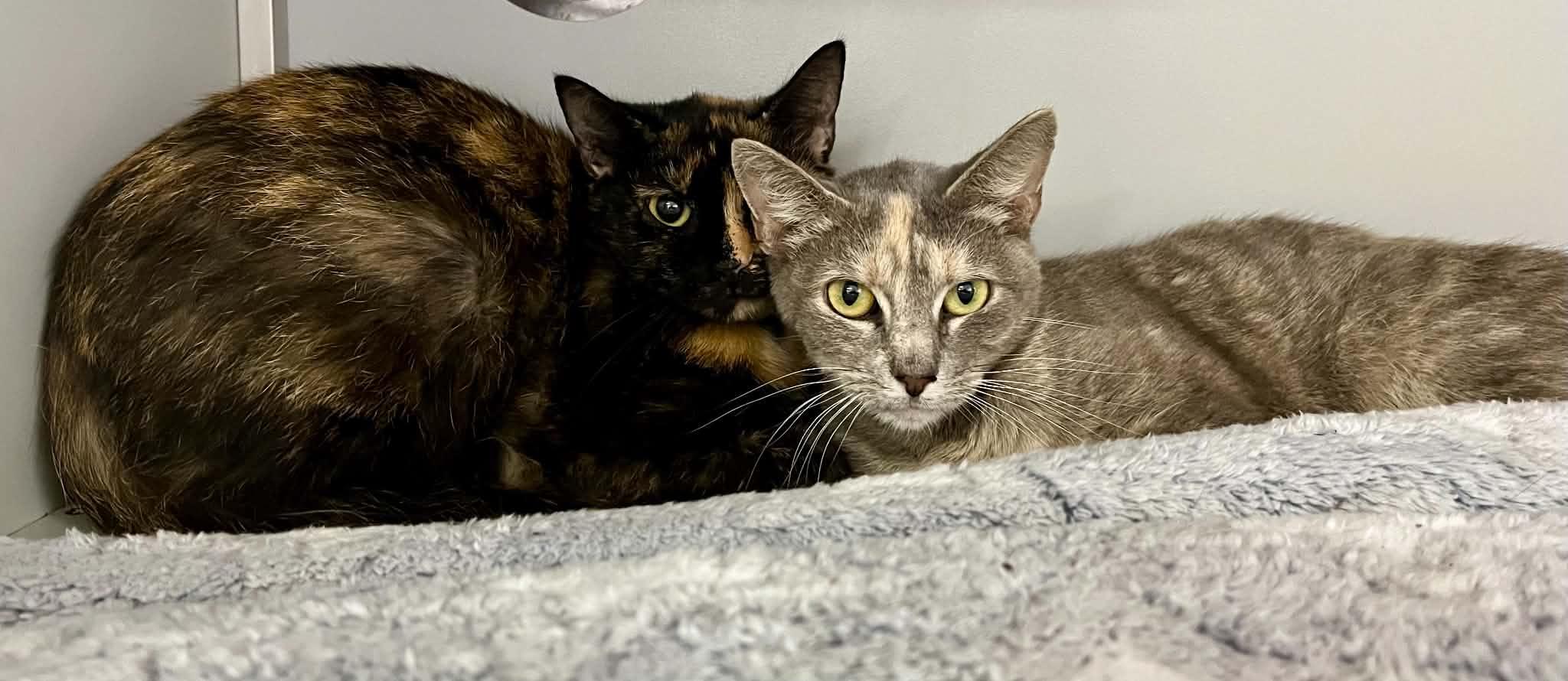 Plum, Adoptable, Adult Female Domestic Short Hair.