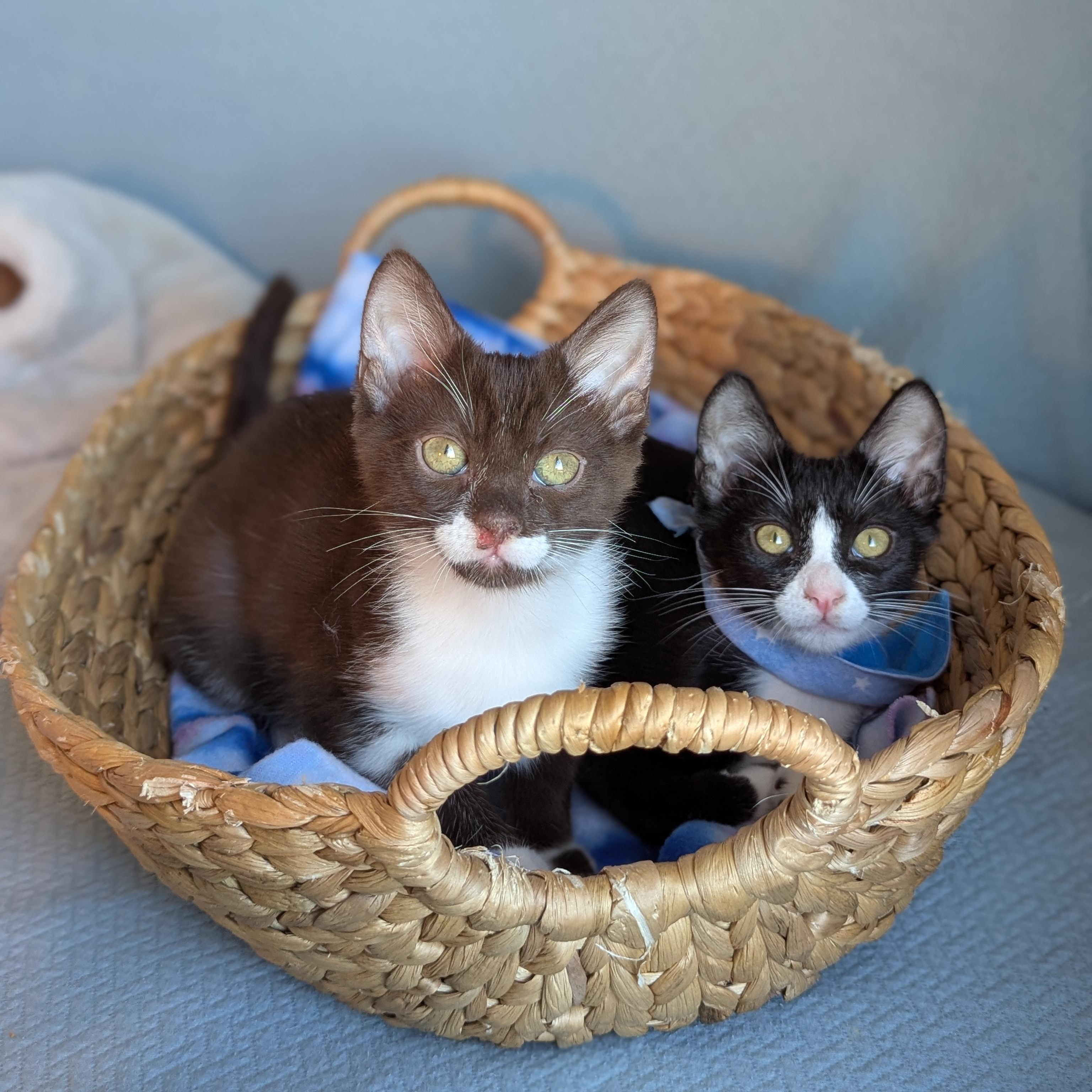 Enlarge Cicero (bonded with Aristotle), a Adoptable mixed breed in Atlanta, GA image 4/6