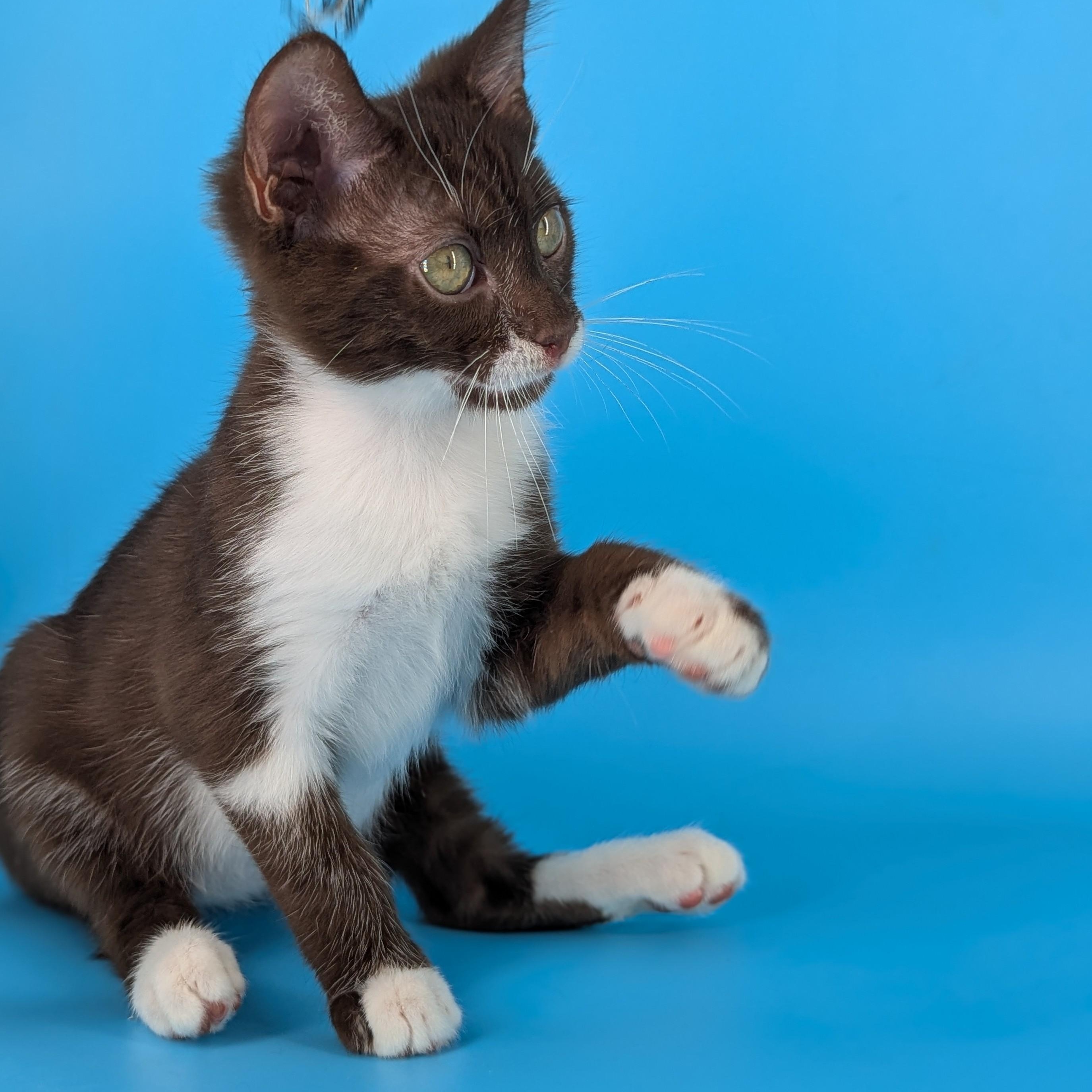 Enlarge Cicero (bonded with Aristotle), a Adoptable mixed breed in Atlanta, GA image 6/6