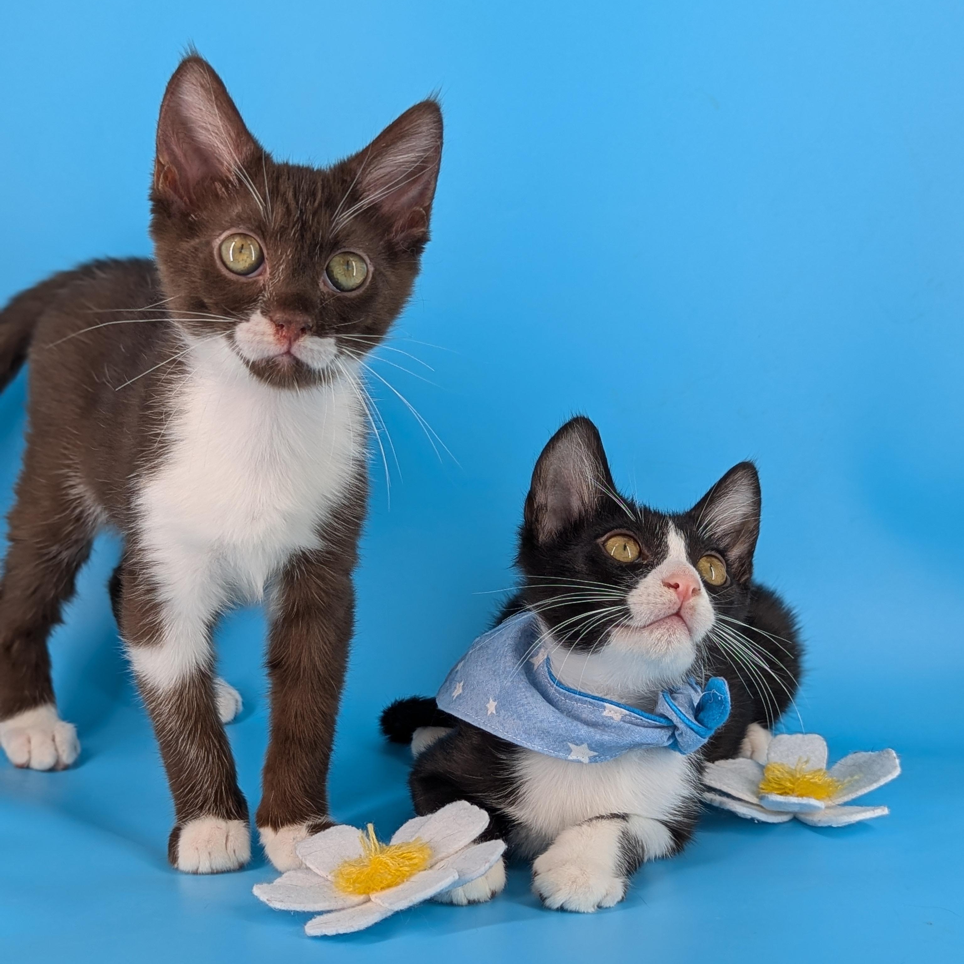 Enlarge Cicero (bonded with Aristotle), a Adoptable mixed breed in Atlanta, GA image 2/6