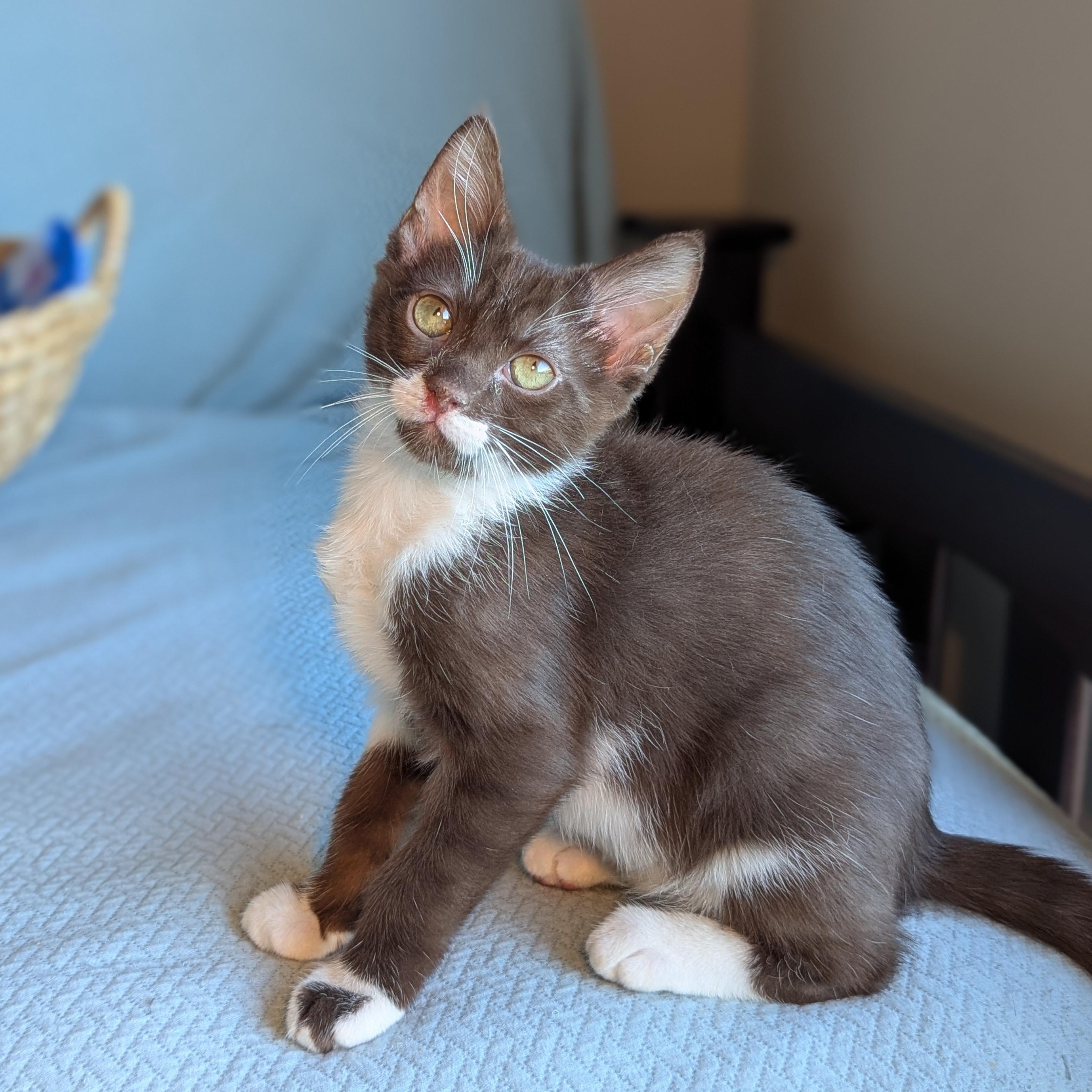 Enlarge Cicero (bonded with Aristotle), a Adoptable mixed breed in Atlanta, GA image 3/6