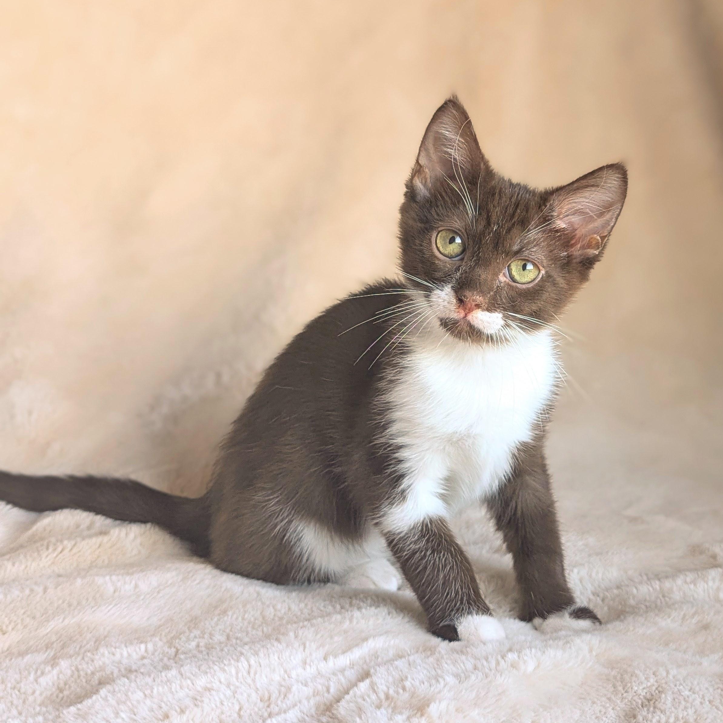 Cicero (bonded with Aristotle), Adoptable, Kitten Male Havana & Domestic Short Hair.