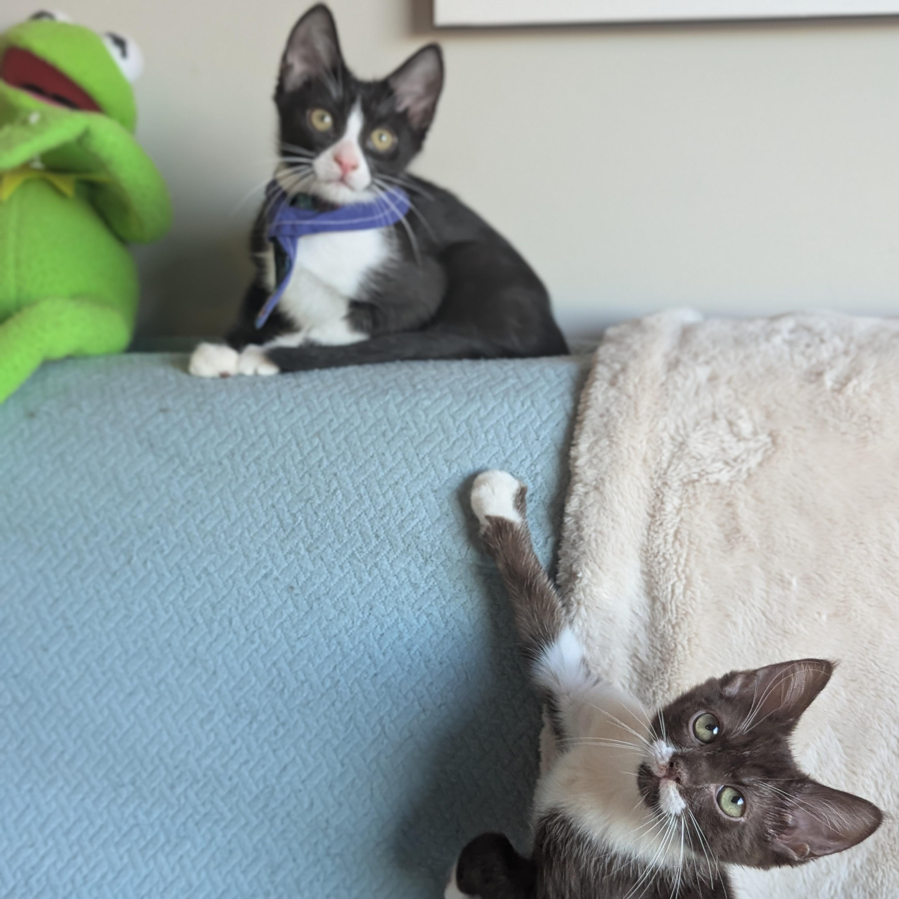 Enlarge Cicero (bonded with Aristotle), a Adoptable mixed breed in Atlanta, GA image 5/6