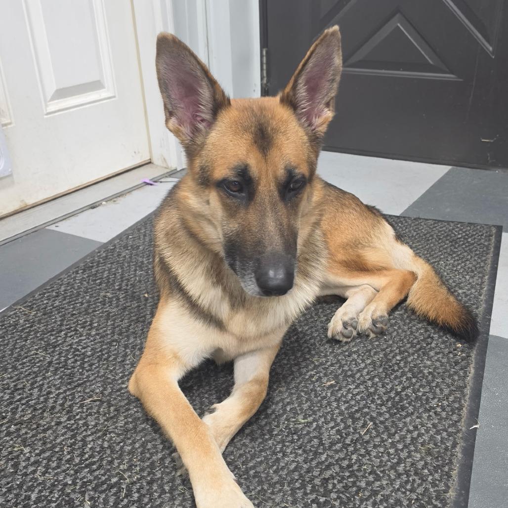 Enlarge Sampson, a Adoptable German Shepherd Dog in Van Horne, IA image 1/2