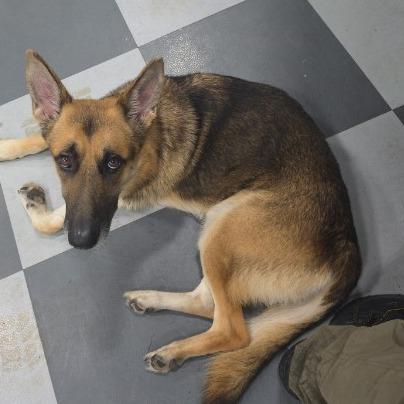 Enlarge Sampson, a Adoptable German Shepherd Dog in Van Horne, IA image 2/2