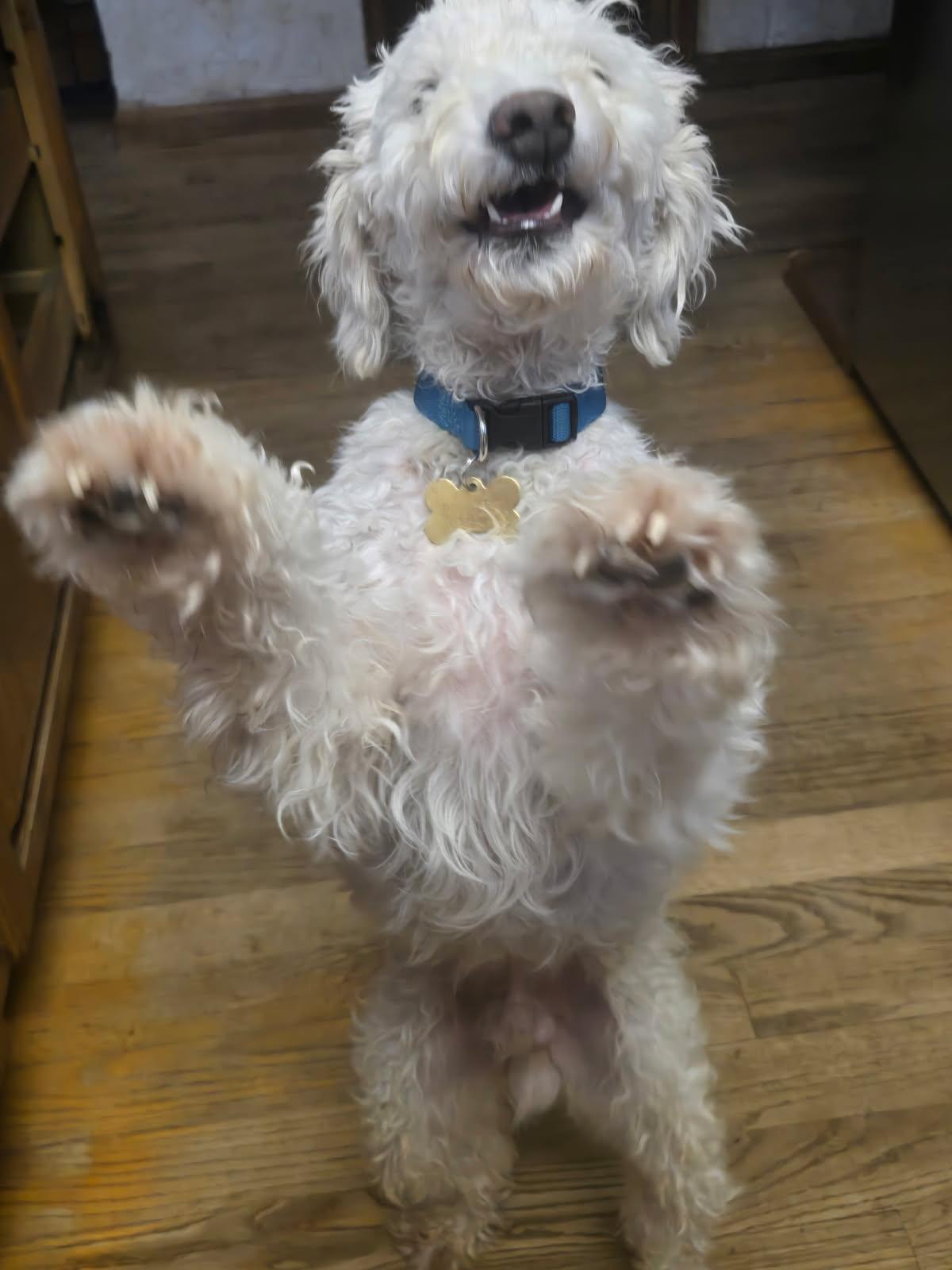 Declan, a ADOPTABLE mixed breed in Littleton, CO image 2/2