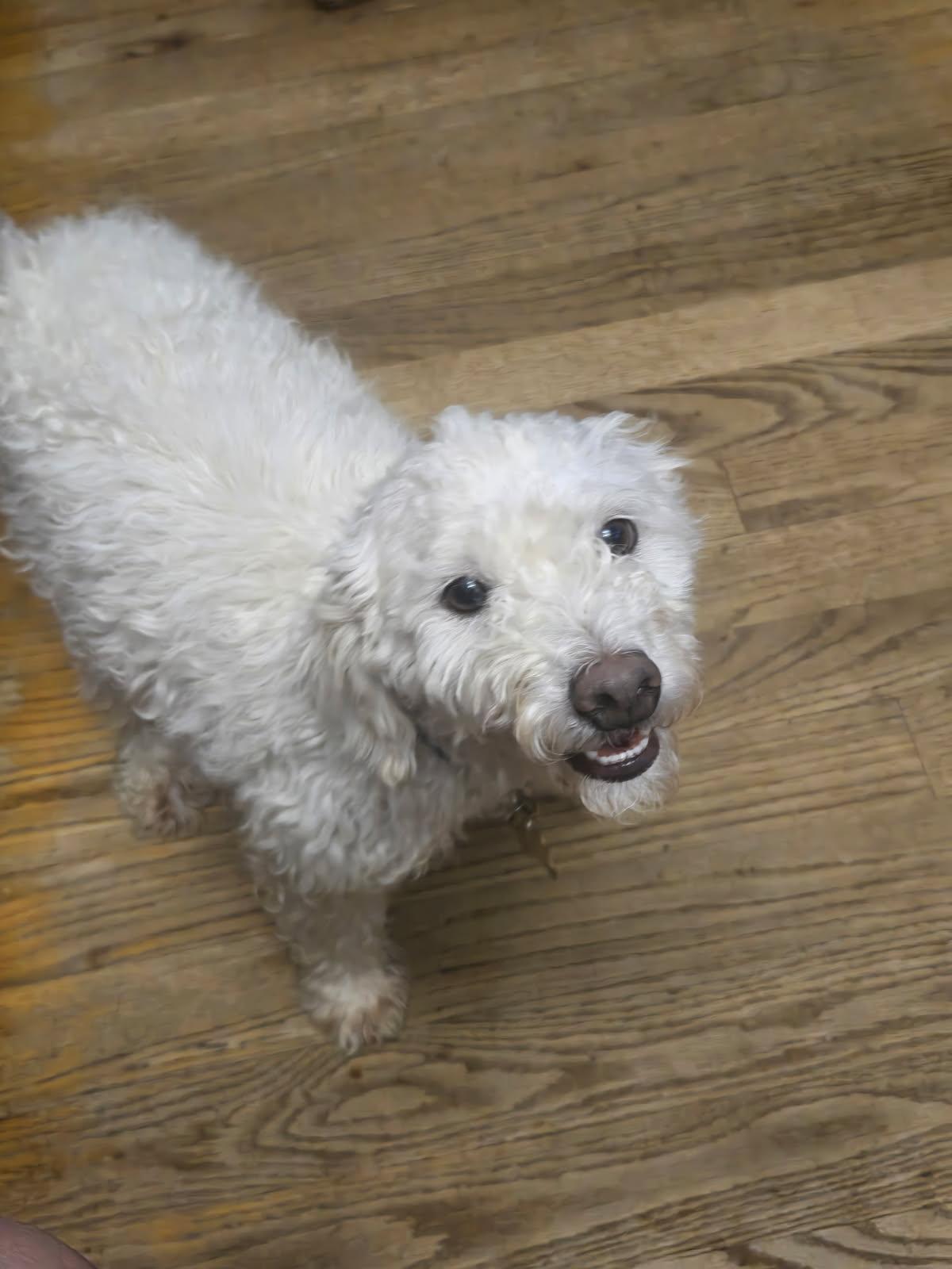 Declan, ADOPTABLE, Young Male Miniature Poodle & Terrier.