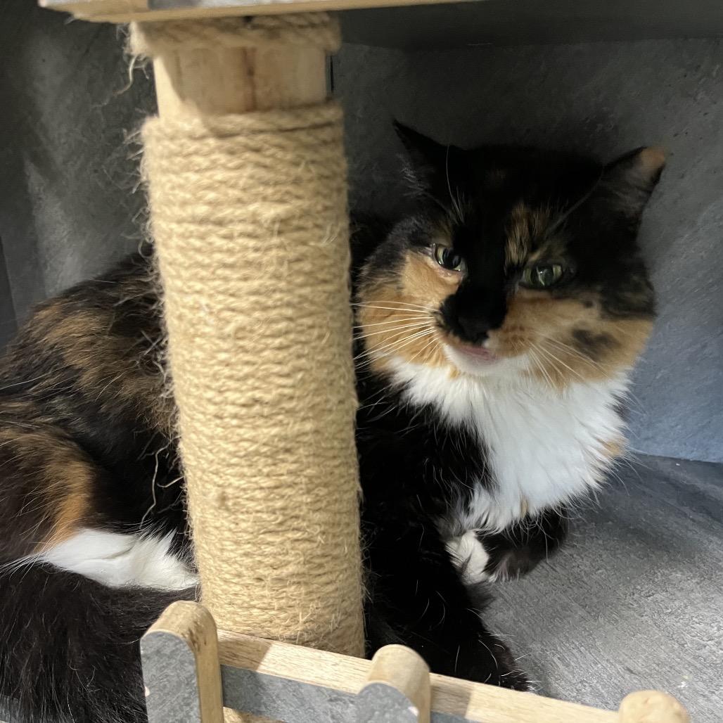 Bashful, Adoptable, Adult Female Domestic Short Hair.