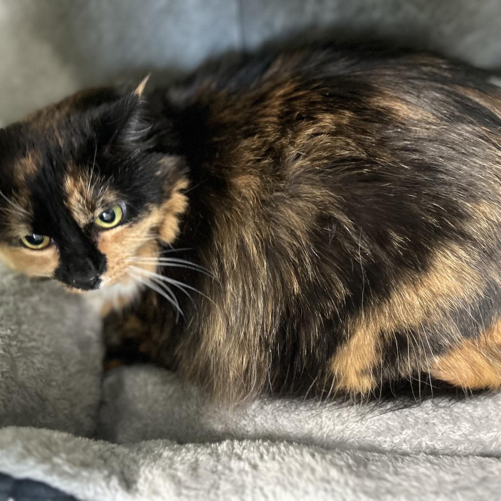 Bashful, Adoptable, Adult Female Domestic Short Hair.