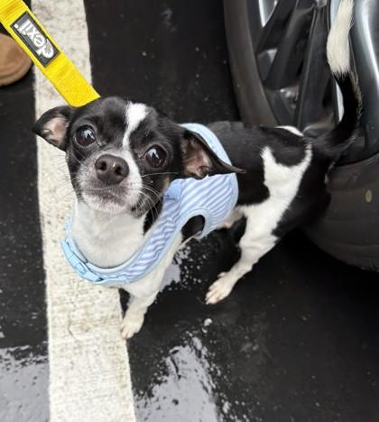 Enlarge Tiki Tom, an adopted mixed breed in Pleasanton, CA image 1/3