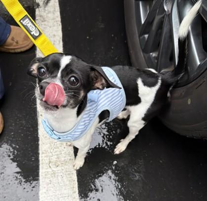 Enlarge Tiki Tom, an adopted mixed breed in Pleasanton, CA image 2/3