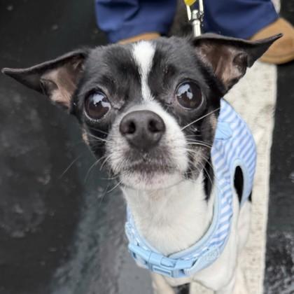 Enlarge Tiki Tom, an adopted mixed breed in Pleasanton, CA image 3/3