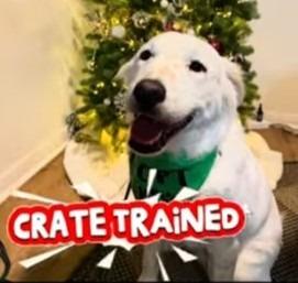 Wilson, Adoptable, Young Male Labrador Retriever.