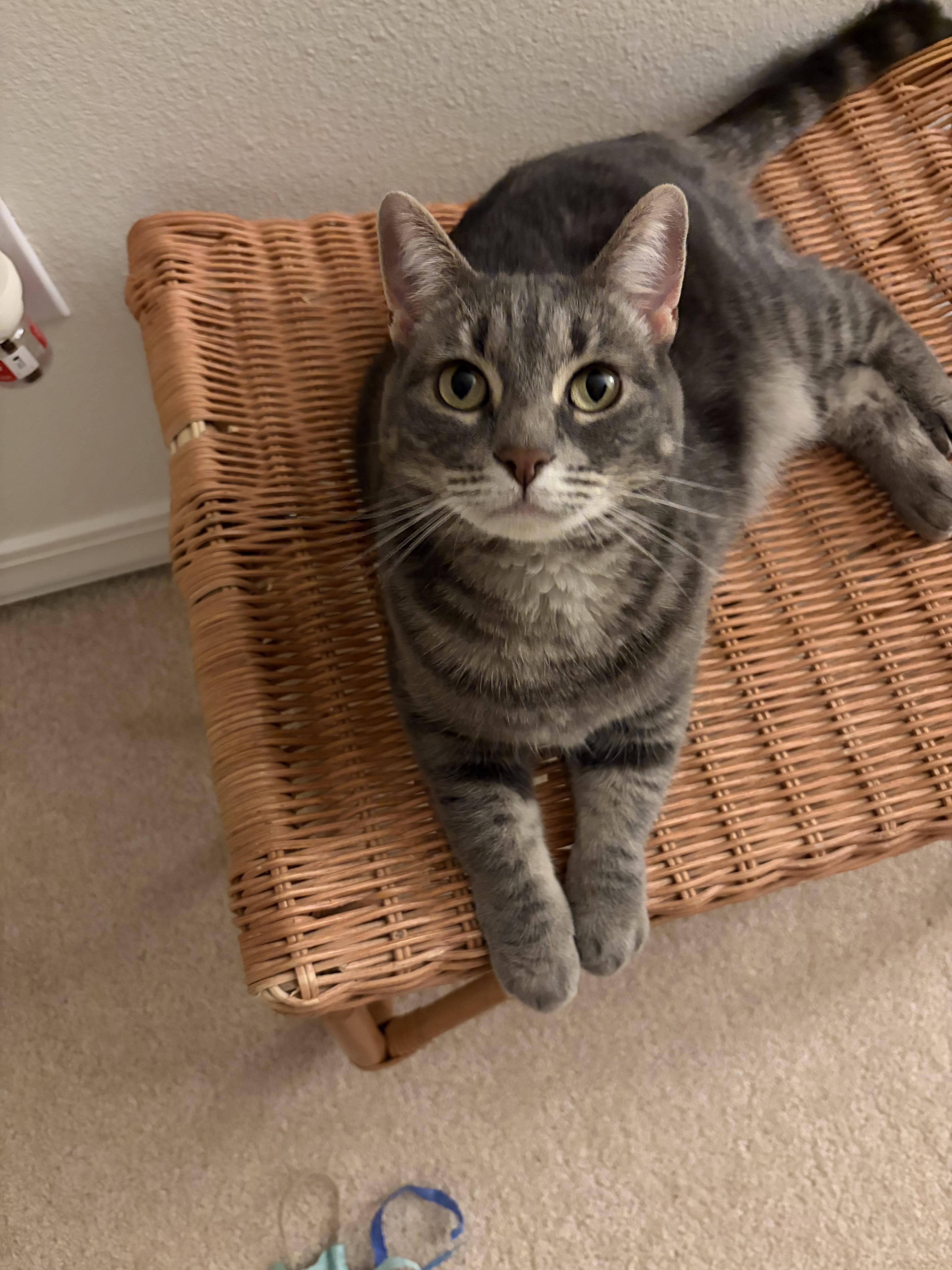 Enlarge Sassy, a Adoptable Domestic Short Hair in Twin Falls, ID image 1/3