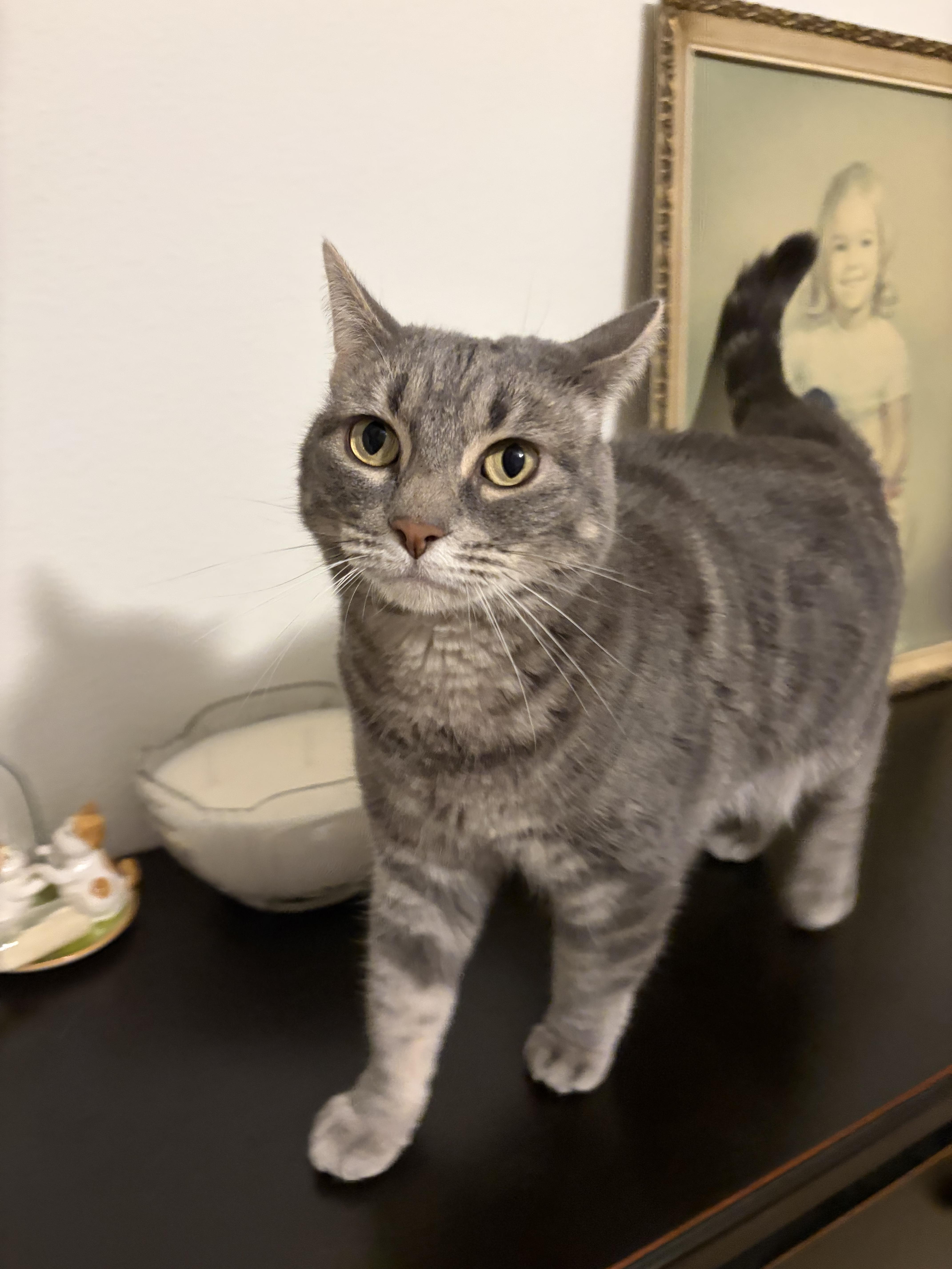 Enlarge Sassy, a Adoptable Domestic Short Hair in Twin Falls, ID image 2/3